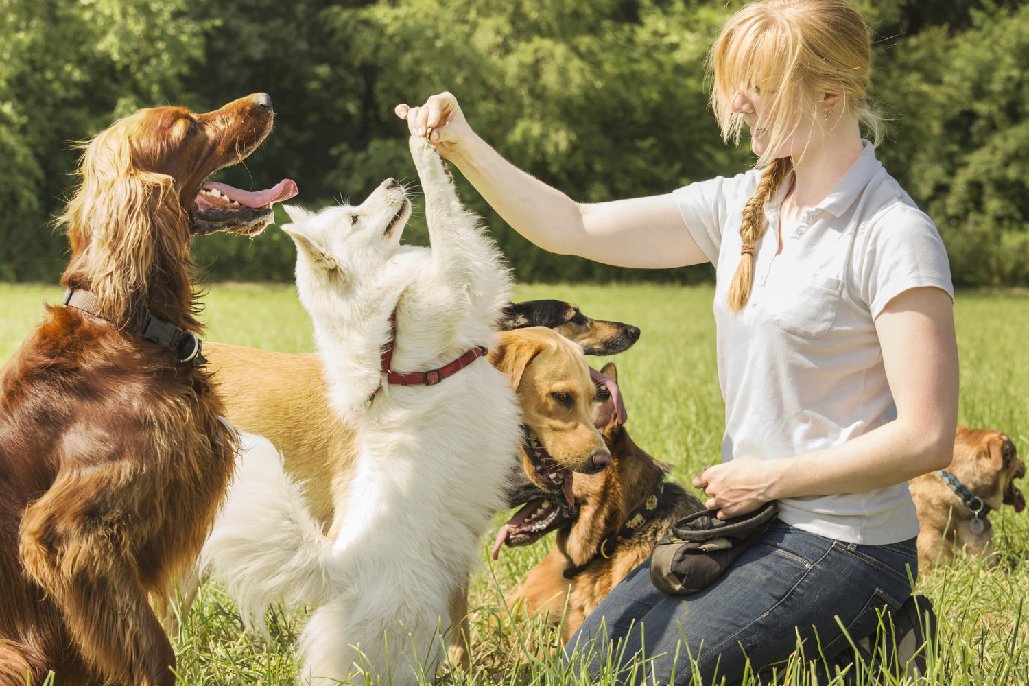 Dog Trainer Alliance in Los Angeles | Dog Savvy