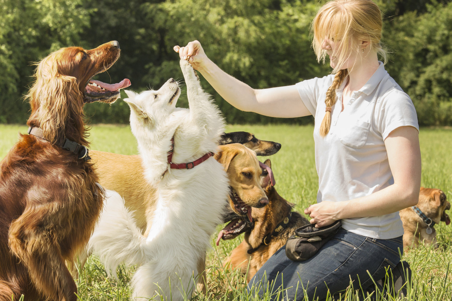 Dog Training The Woodlands