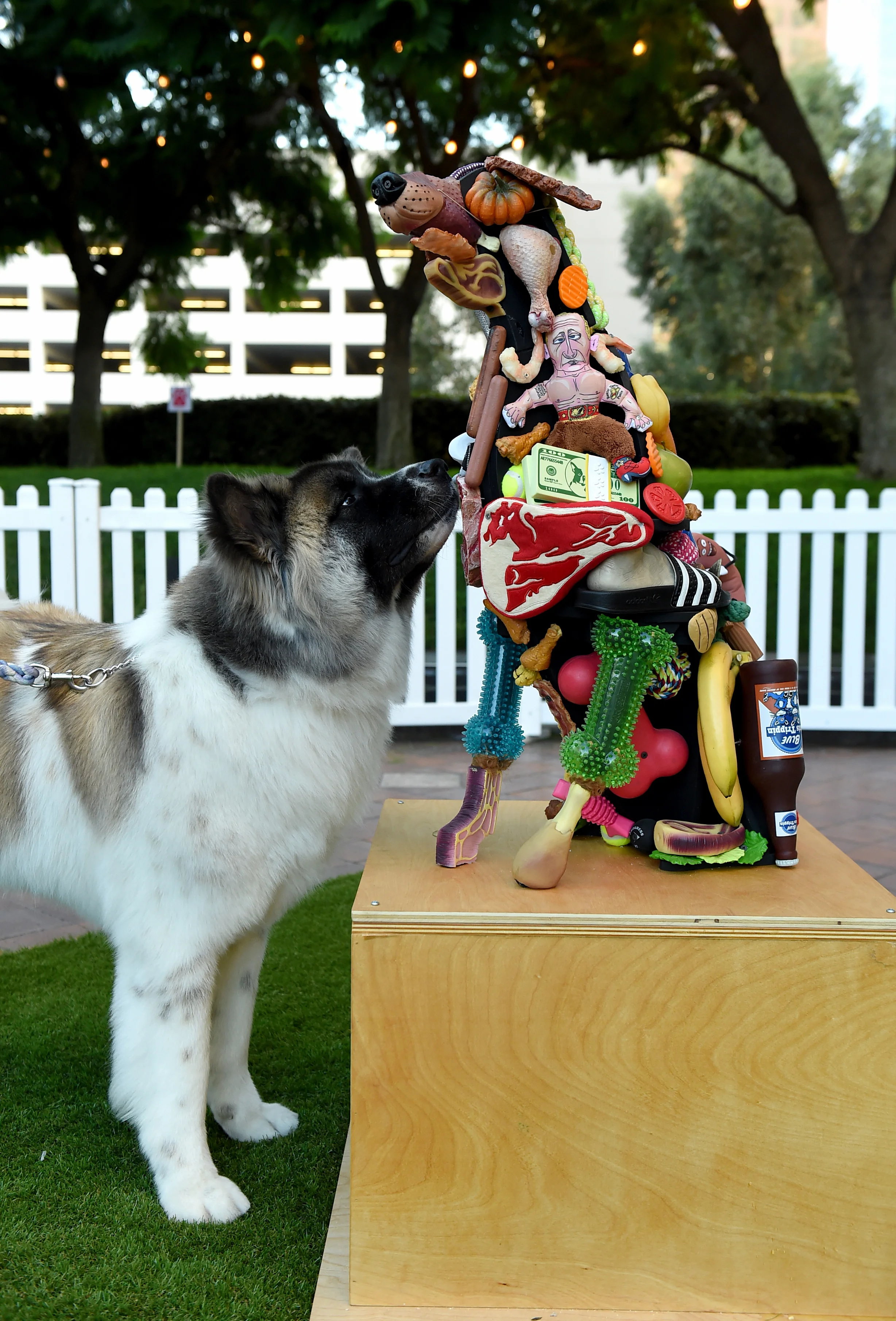 An Akita attending dOGUMENTA LA, the first art show curated for dogs. Photo credit: Jordan Strauss/AP Images for Nature’s Recipe