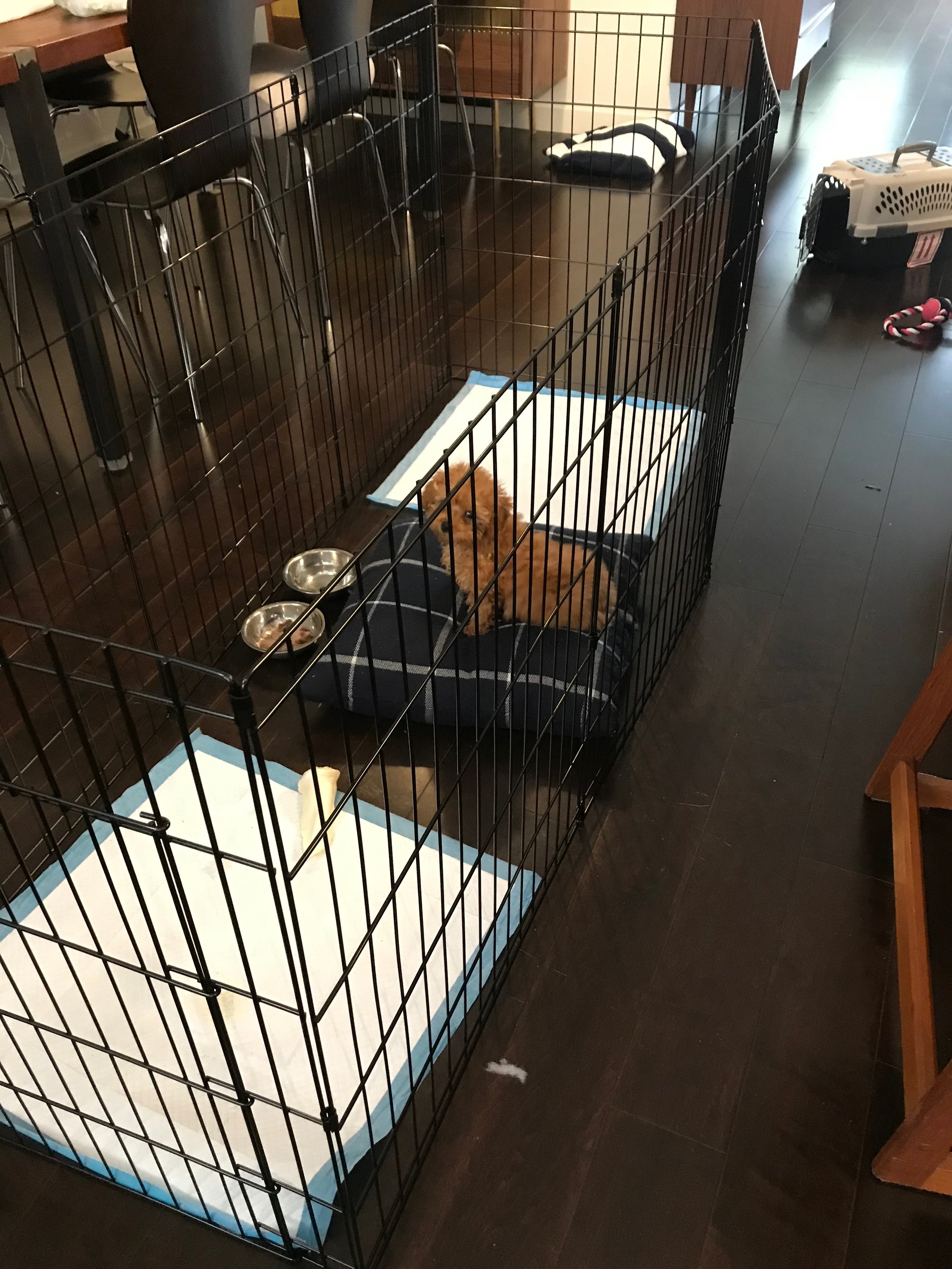 house training a puppy with a crate