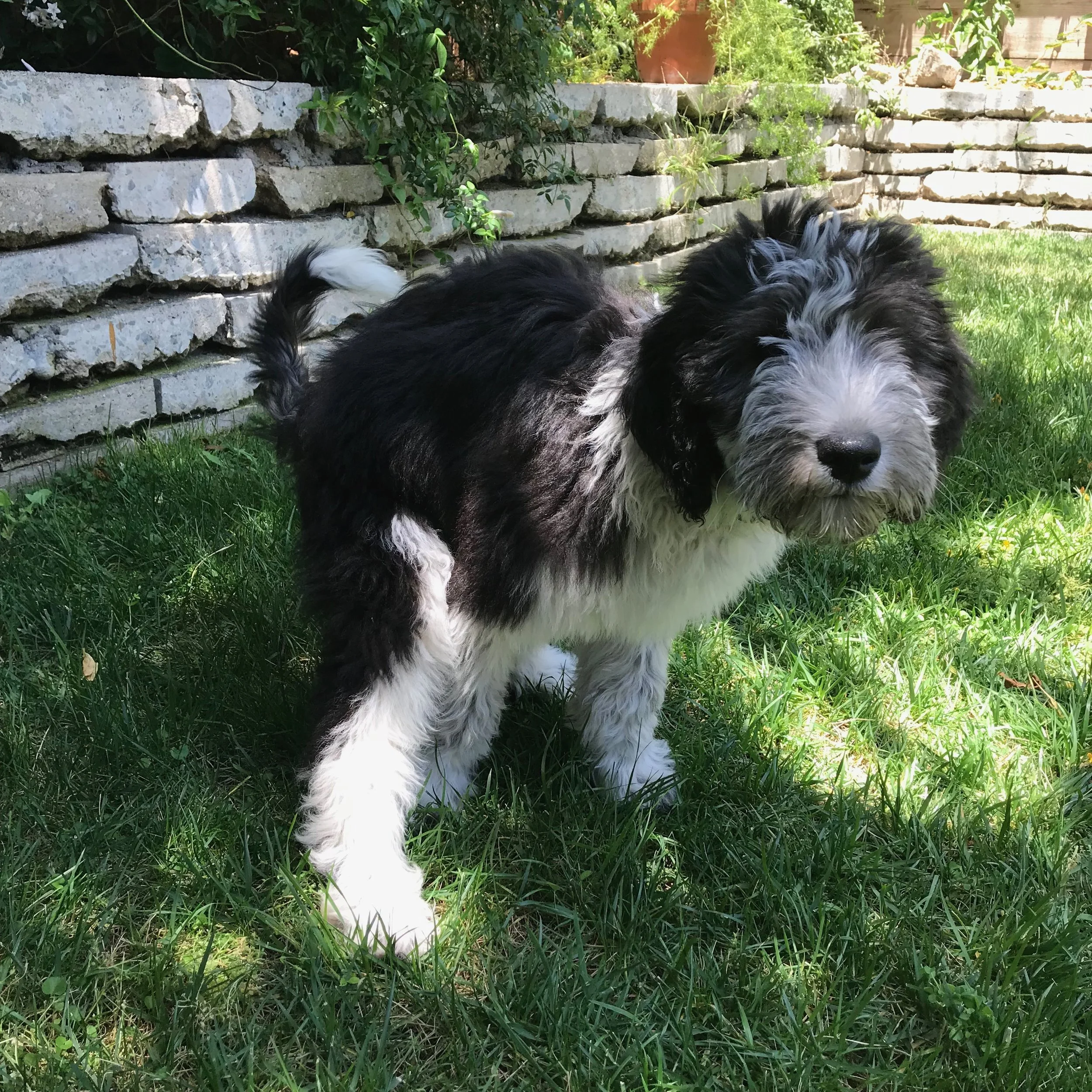 Puppy training in Los Angeles: How to potty train a doodle puppy.