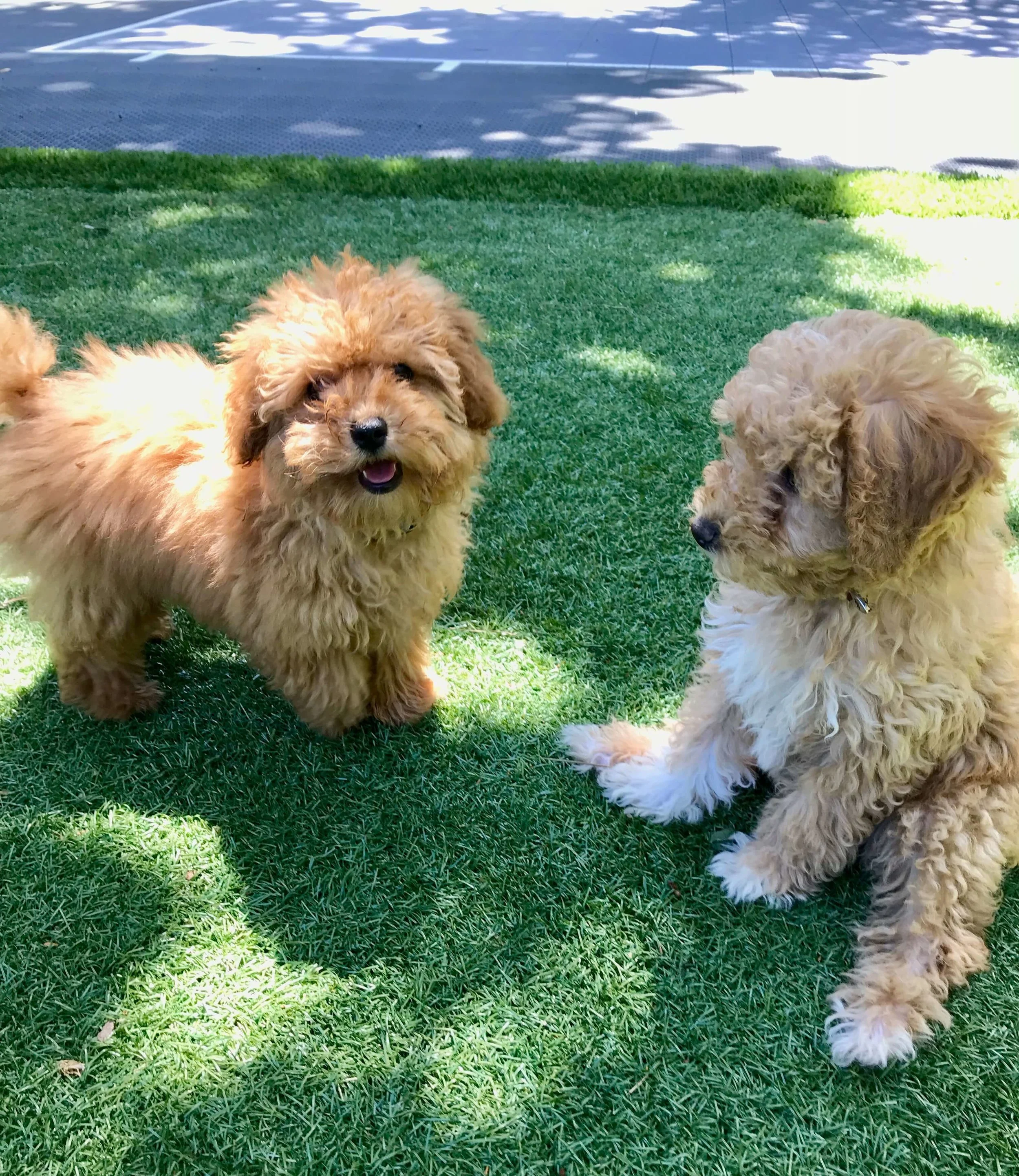 Goldendoodle puppy socialization with Dog Savvy Los Angeles, a puppy training company in Los Angeles.