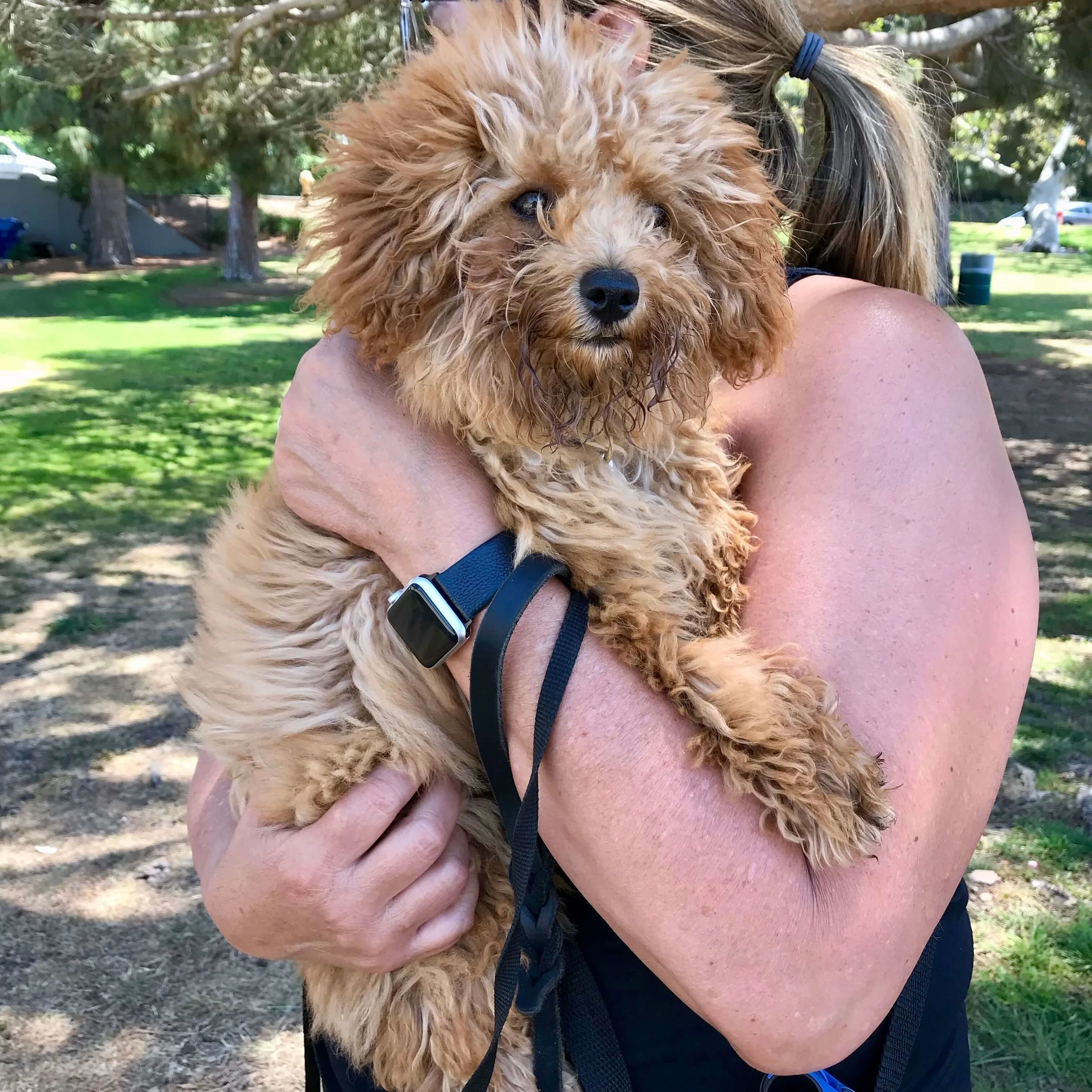 Puppy socialization: A Goldendoodle puppy being carried through the park so that it can meet people without being on the ground.