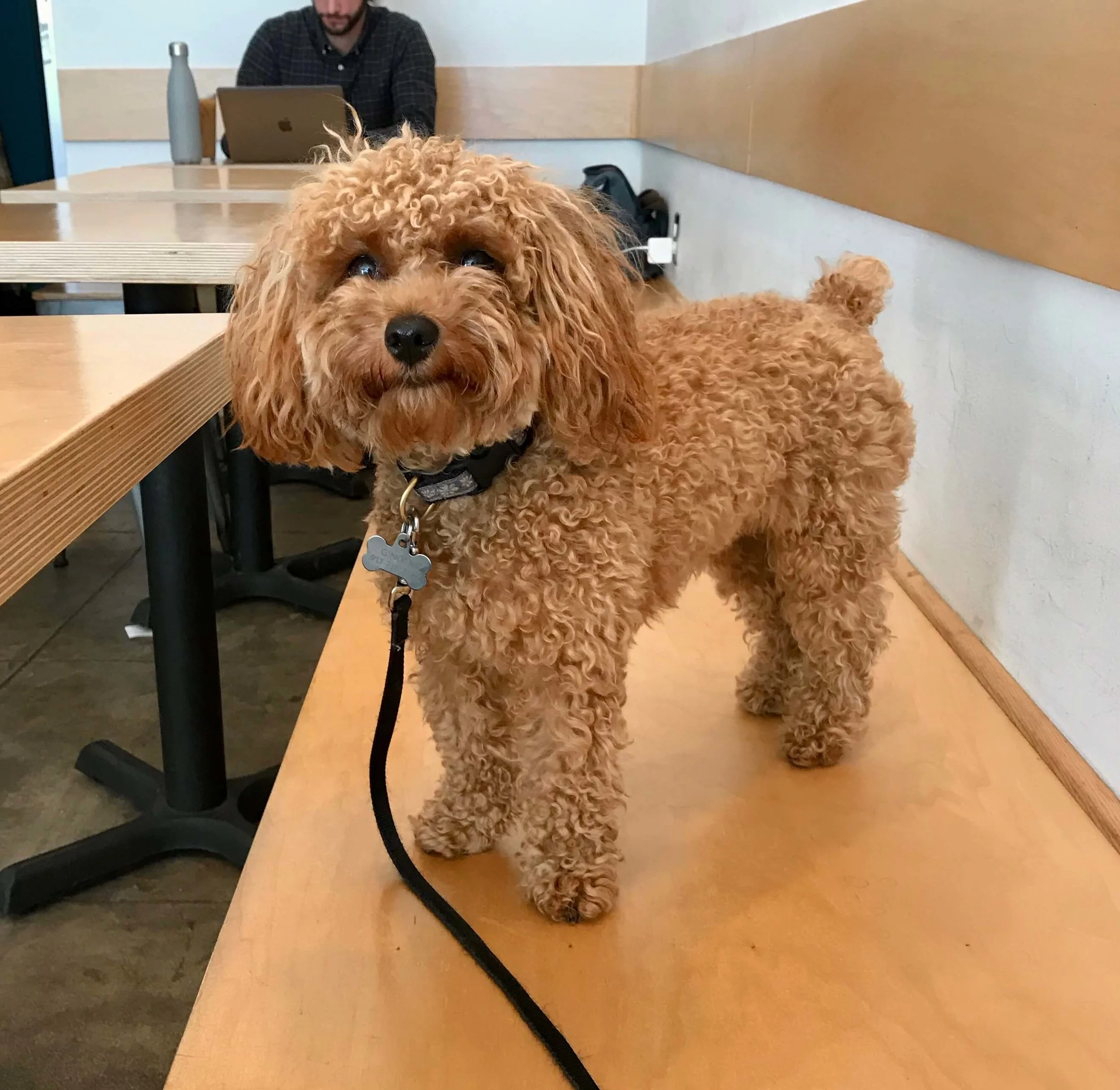 Puppy socialization can include taking a puppy to a coffee shop where they can experience a new environment and meet new people safely.