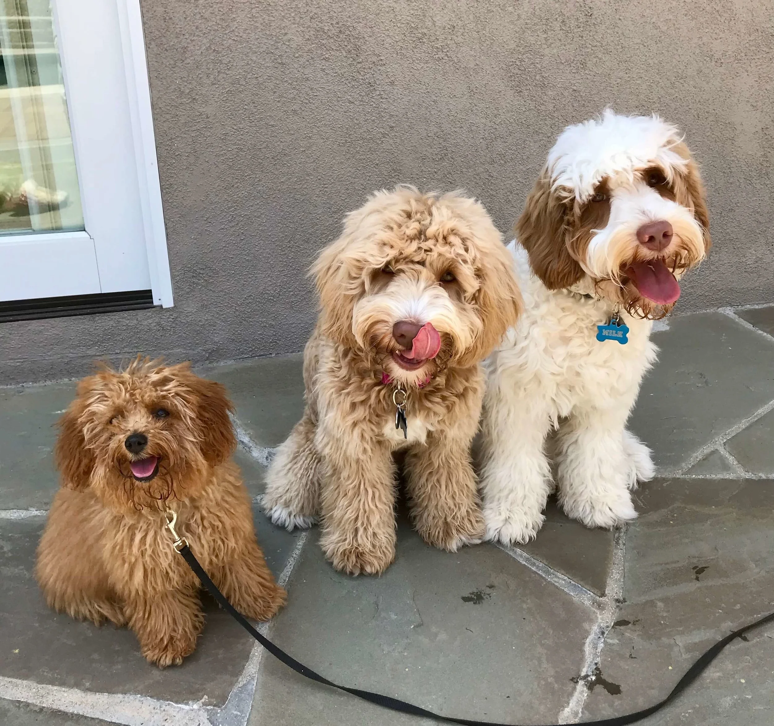 One-on-one playdates are a safe way to provide a puppy with much needed play time while familiarizing them with other breeds and temperaments of dogs.