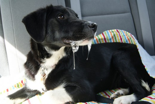 Excessive drooling when a dog is left alone is a sign of separation anxiety.