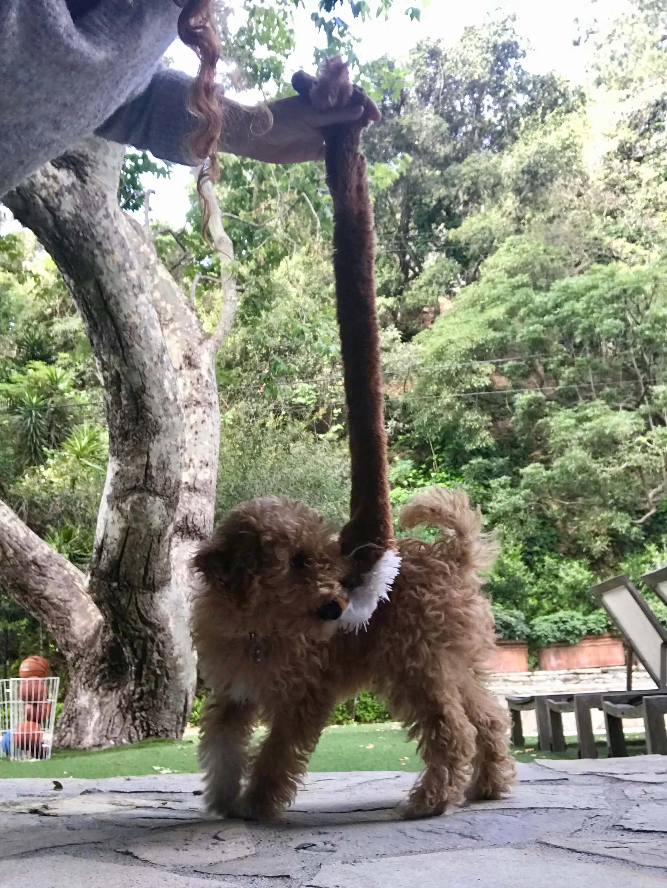How to train a Goldendoodle puppy not to bite.