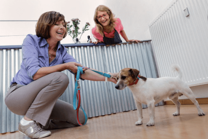 When using doggie decompression at a daycare or boarding facility, it’s important to find a quiet space to do the training.