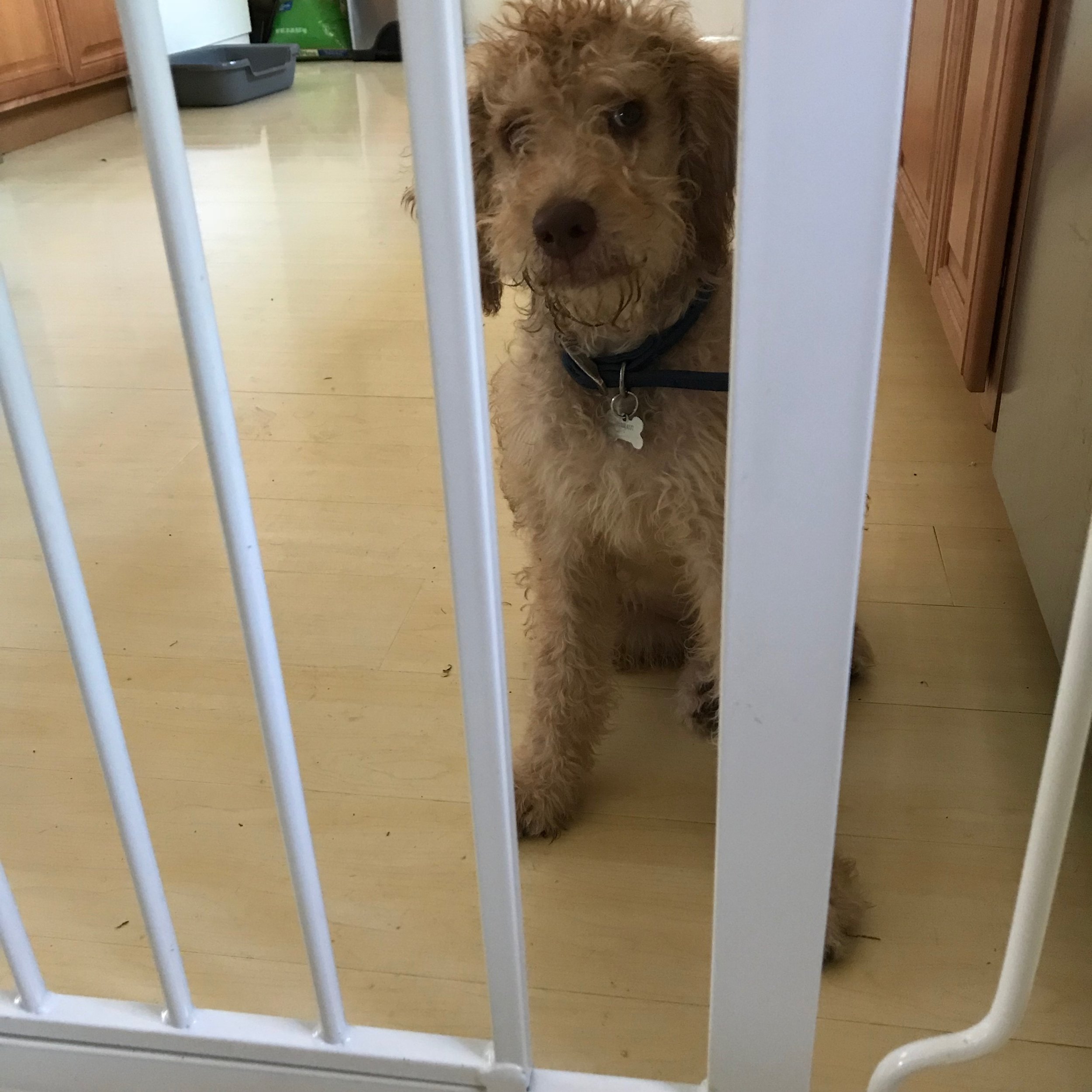 Step 1: To start the calming process, put a dog or puppy behind a gate and remain nearby, standing on the other side of the gate, but withdrawing all engagement like eye contact, petting, and talking.