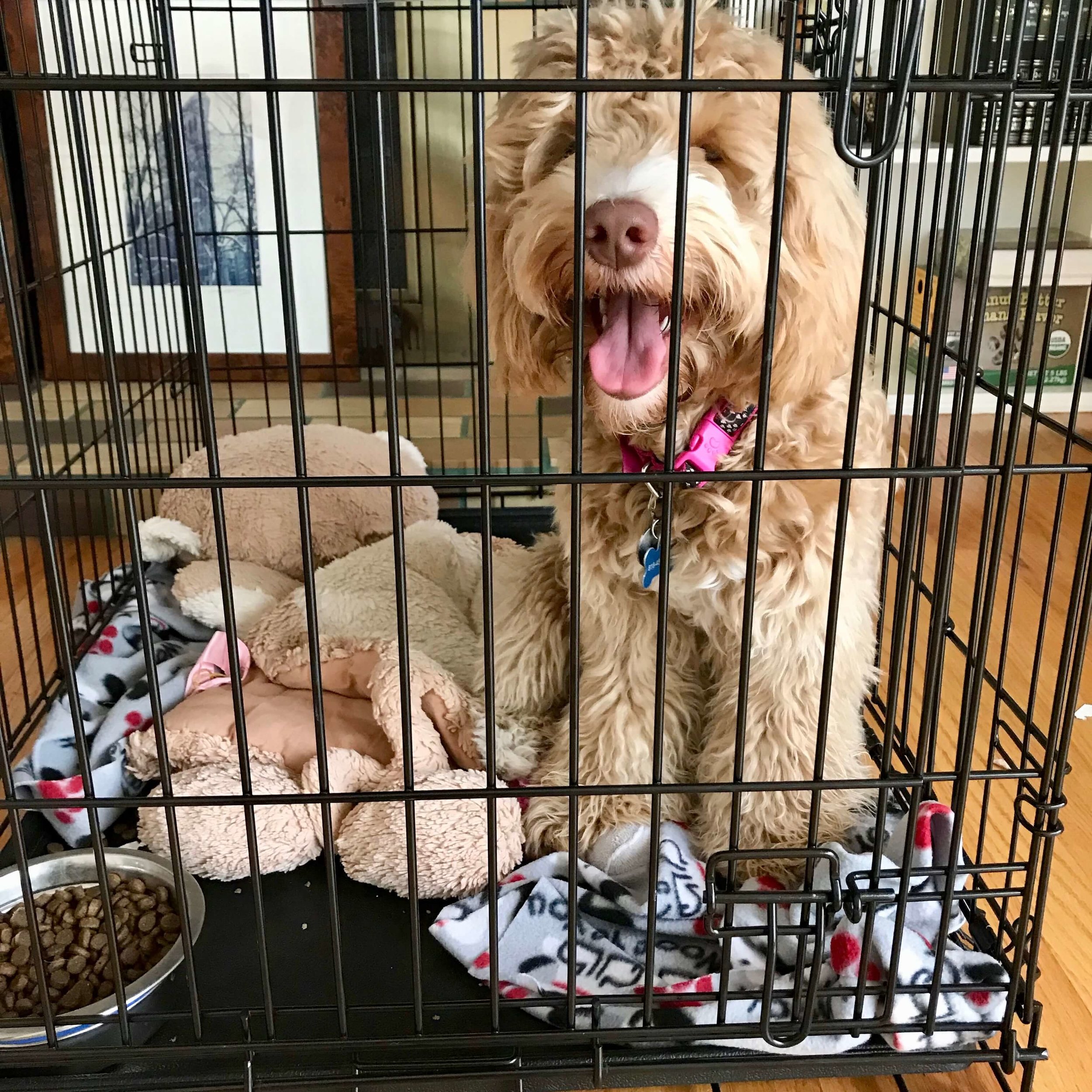 How To Train A Dog Or Puppy To Settle Down Dog Savvy