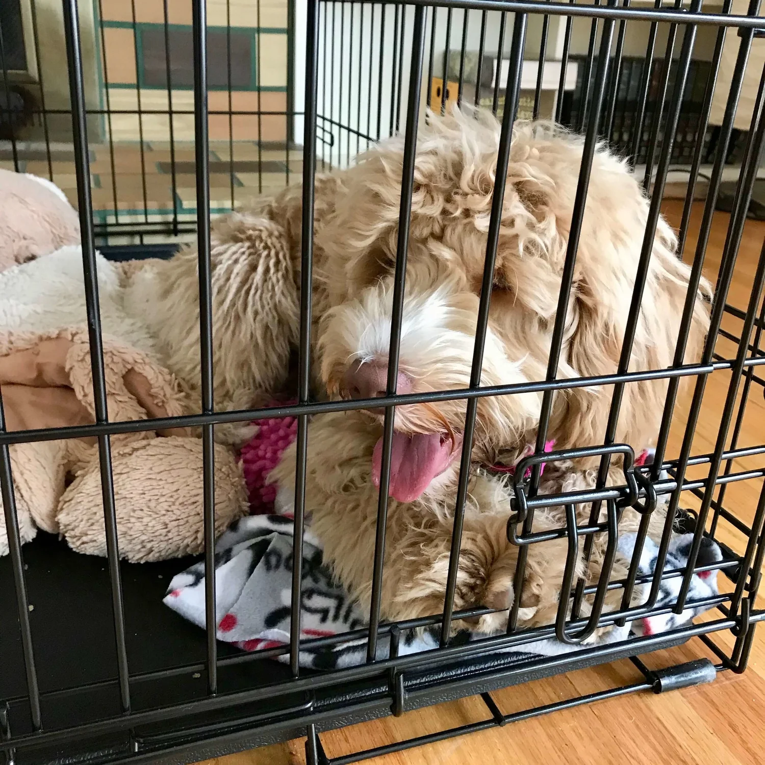 How To Train A Dog Or Puppy To Settle Down Dog Savvy