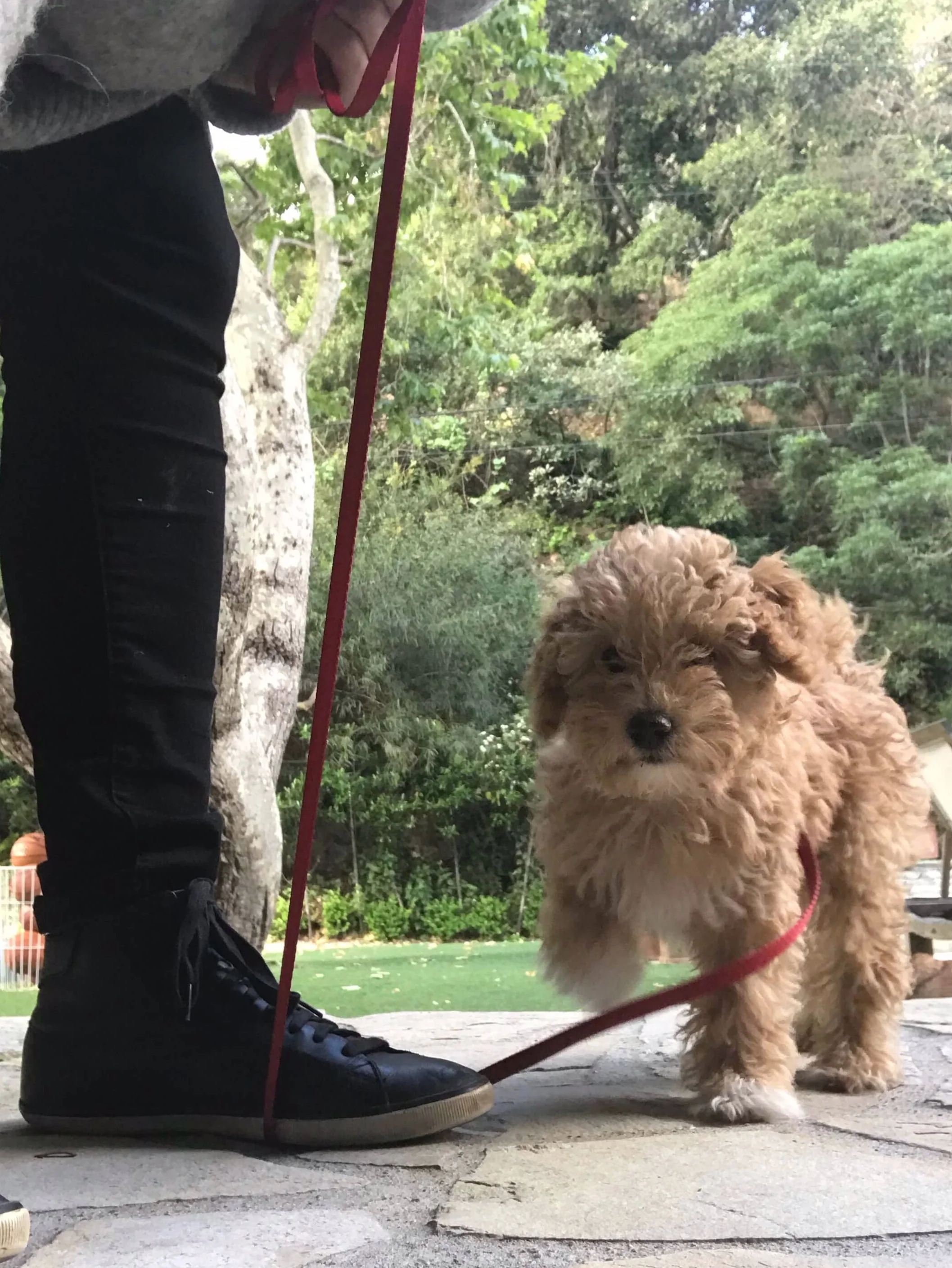 Create an instant tether by stepping on a leash to restrict a dog or puppy’s movement.