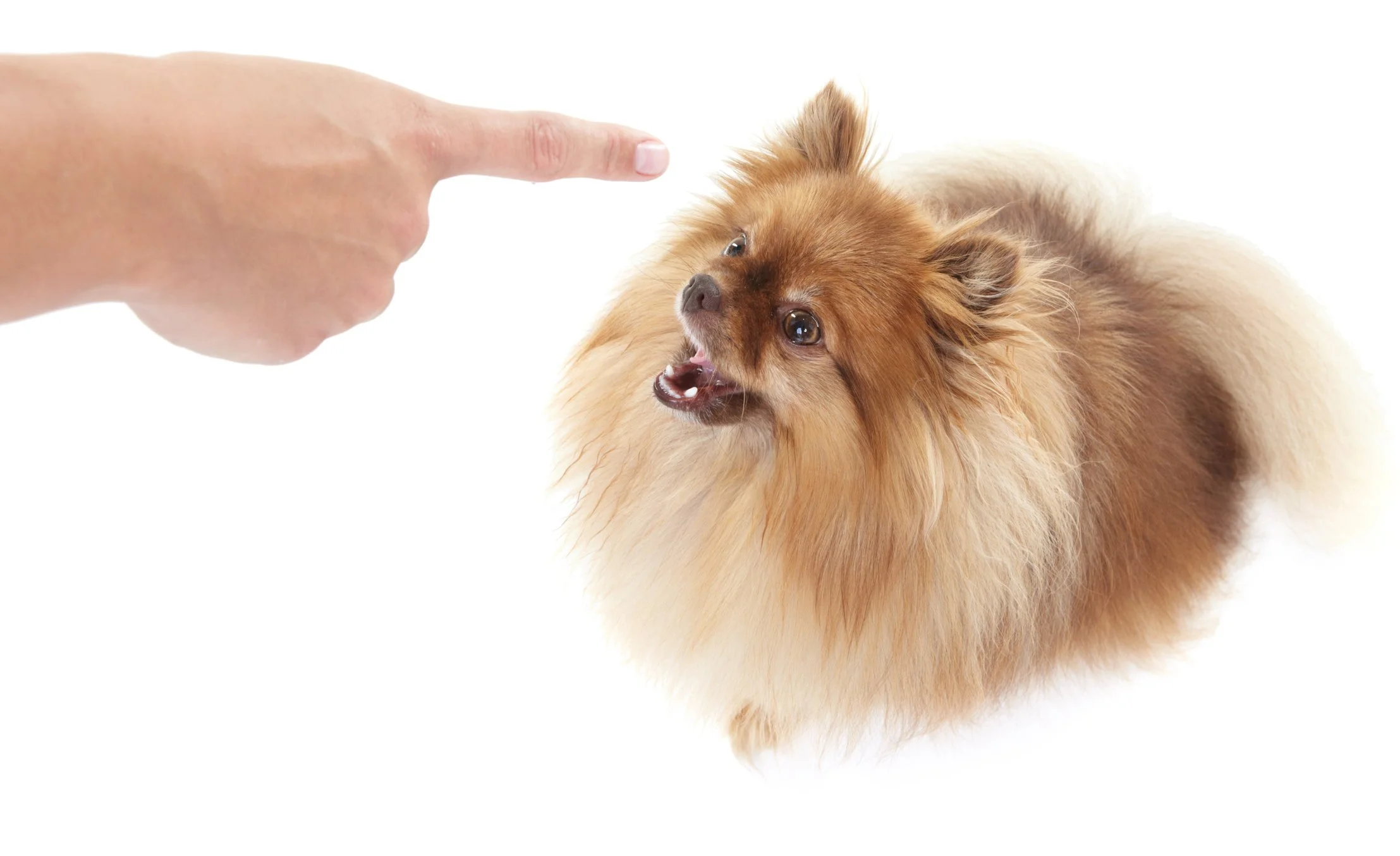 Here's What's Wrong with the “Alpha Dog” Theory