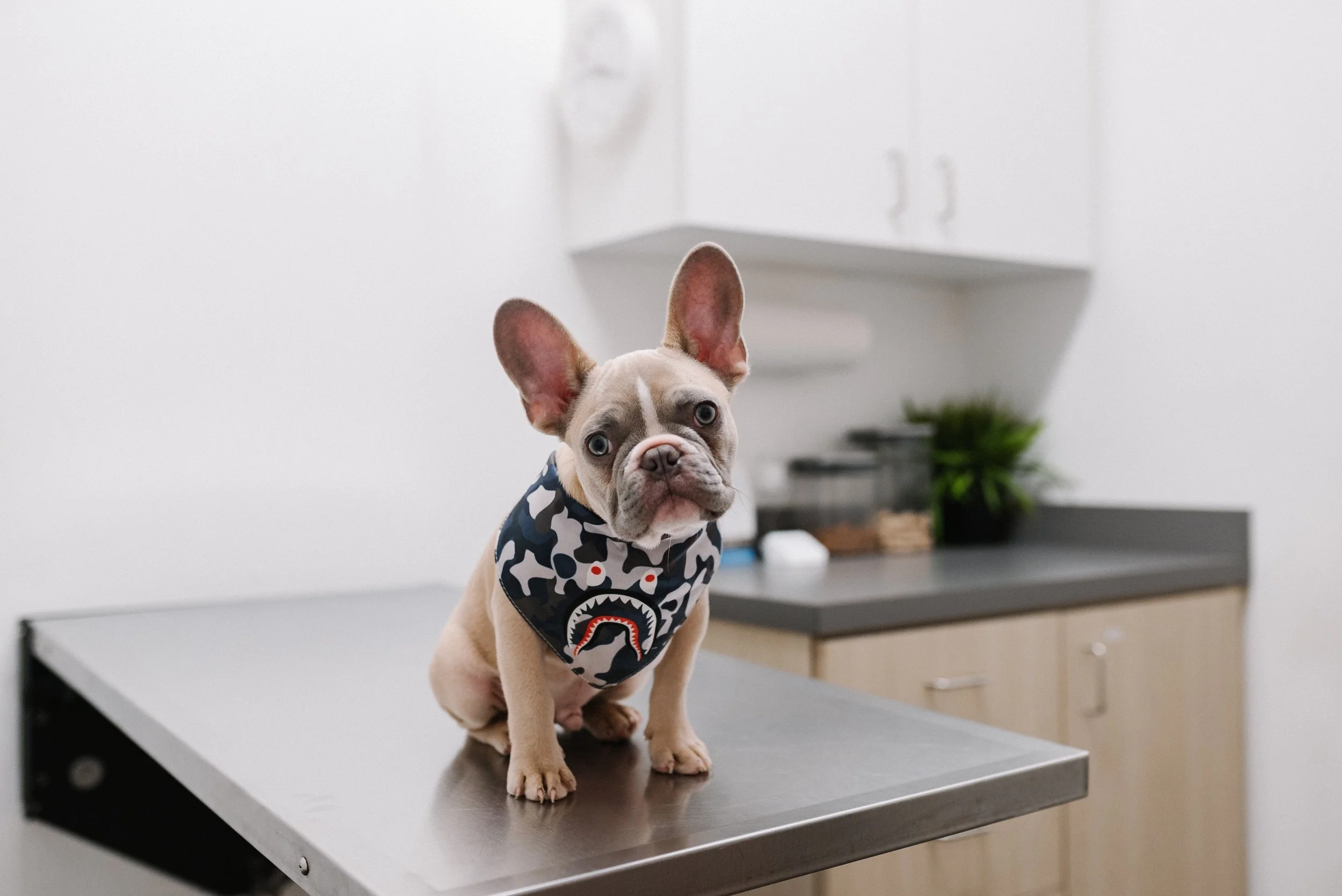 Pet Insurance: A Nose-to-Tail Exam 