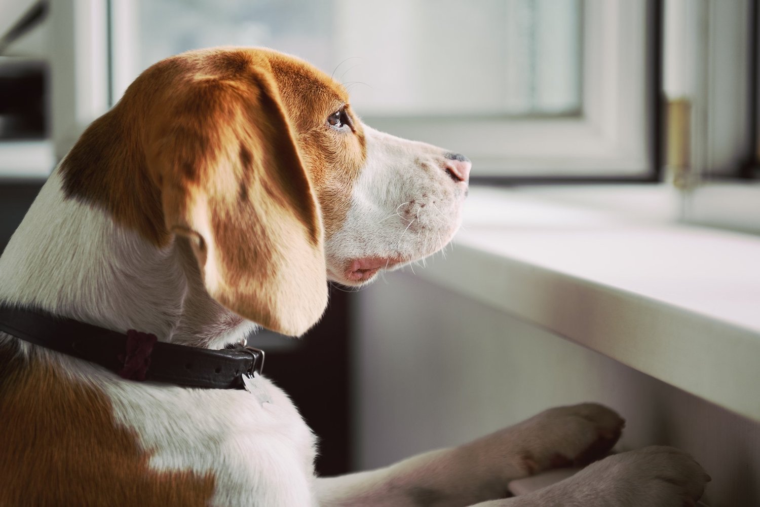 Separation Anxiety in Dogs - Causes, Symptoms, & Treatment