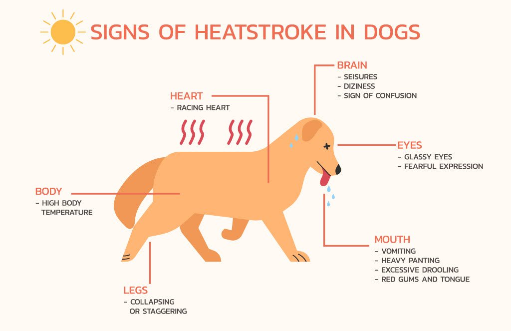 How Do You Treat Heat Stroke In Dogs