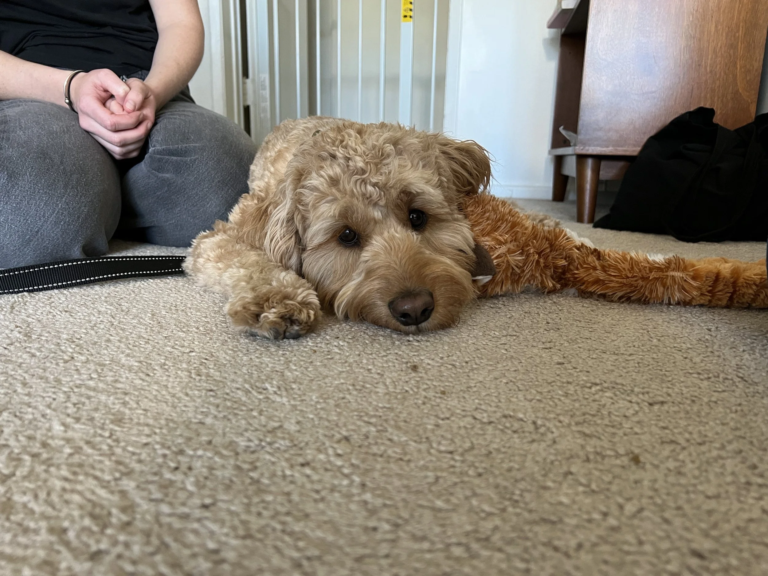 Why Do Old Dogs Pace Back And Forth