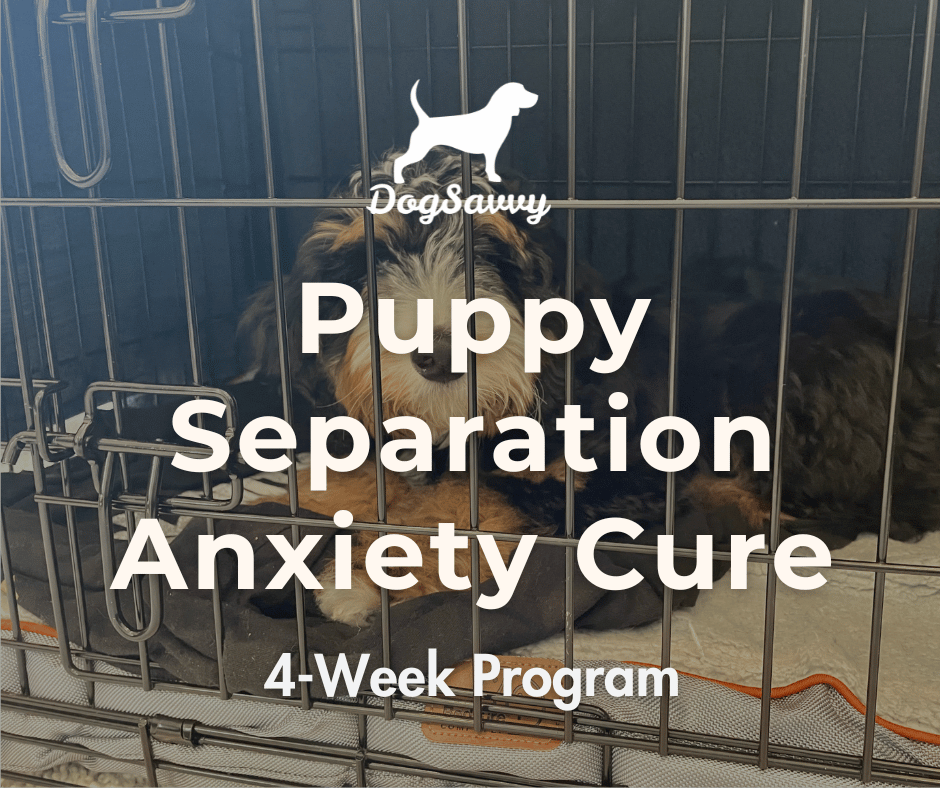 Puppy Separation Anxiety Cure Dog Savvy