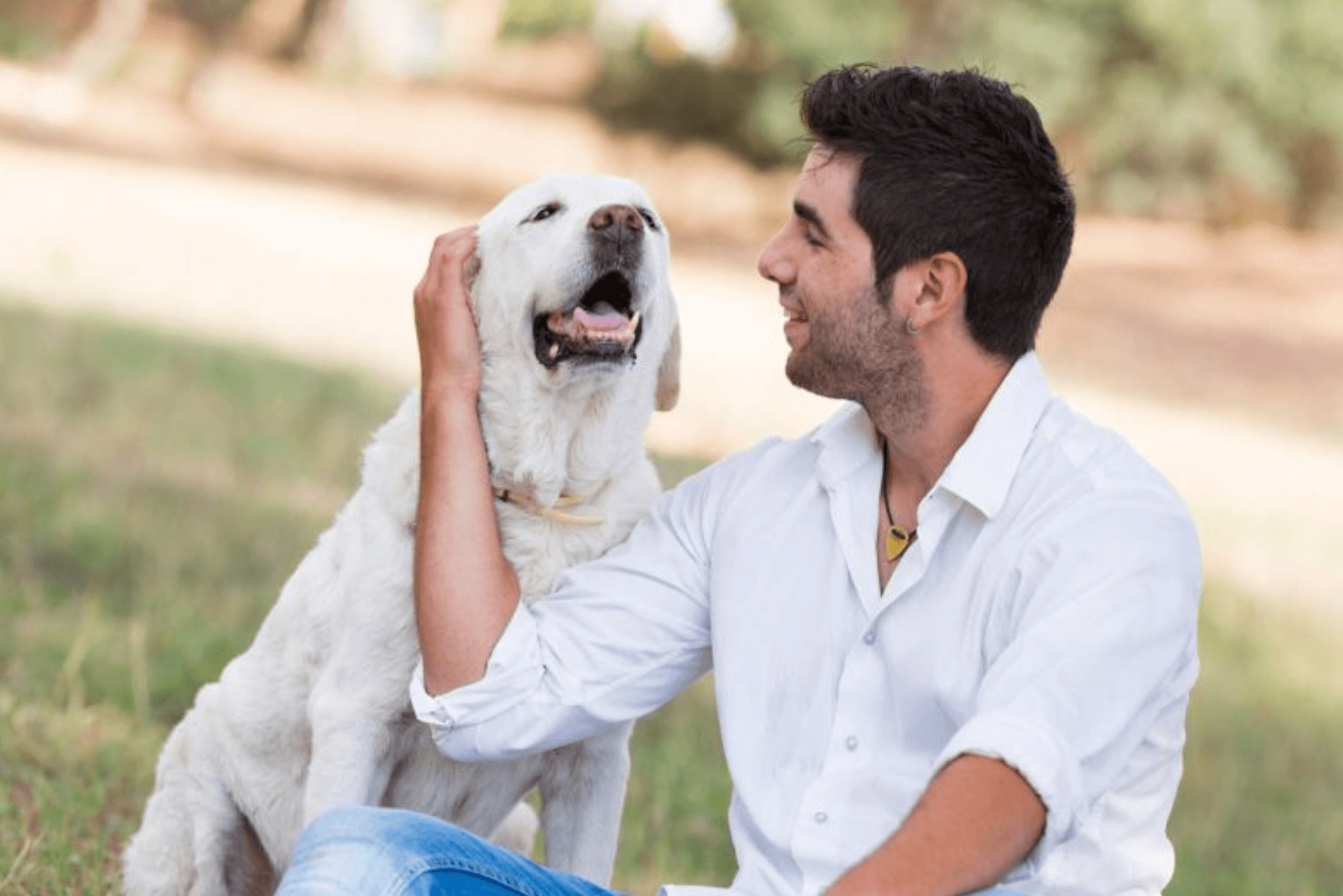 Caring for Senior Dogs at Home: Your Essential Guide