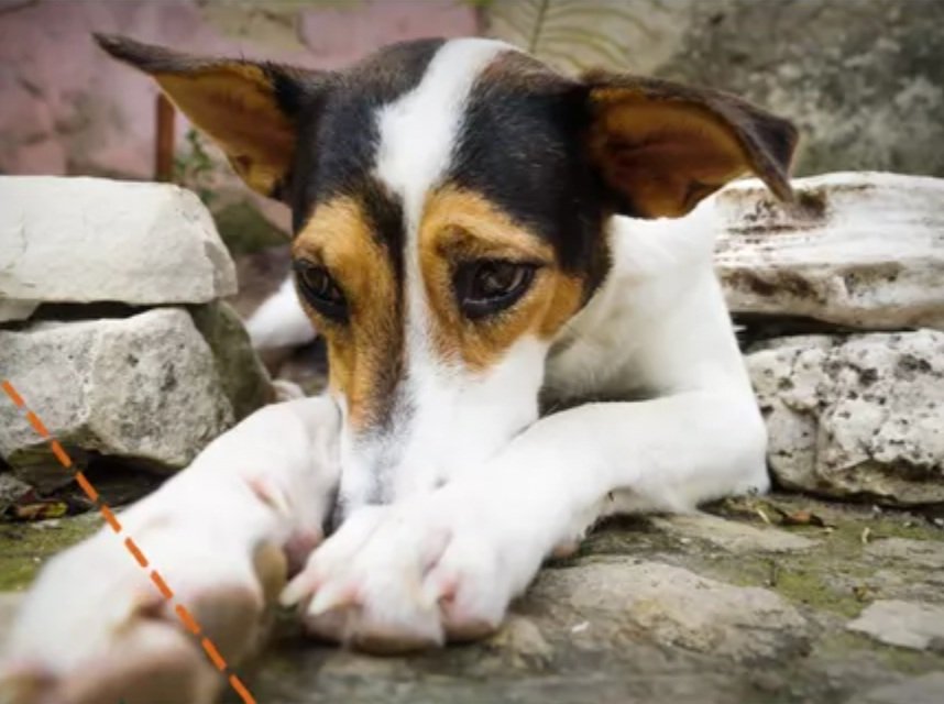Puppy Blues Are Real—Here's How to Deal With Them