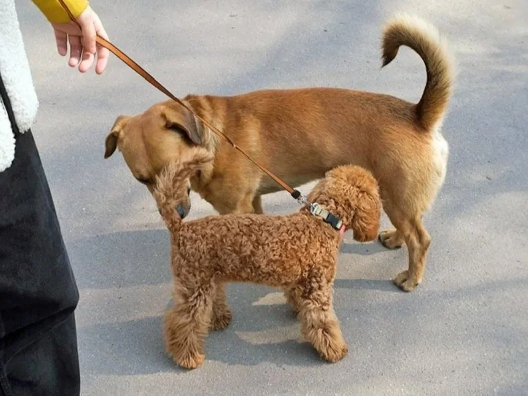 Why Do Dogs Sniff Butts?