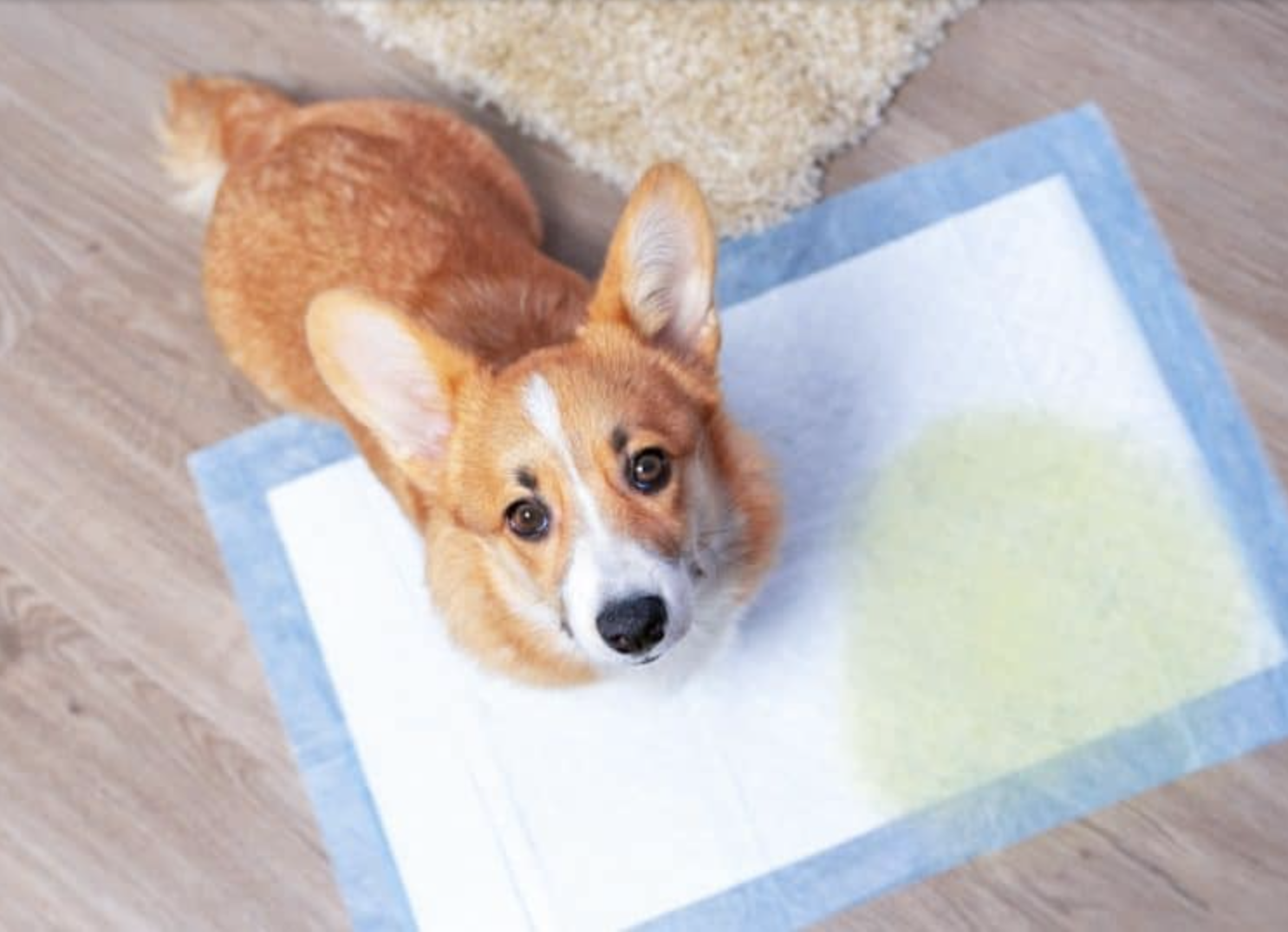 Tips on Housetraining a Puppy Indoors