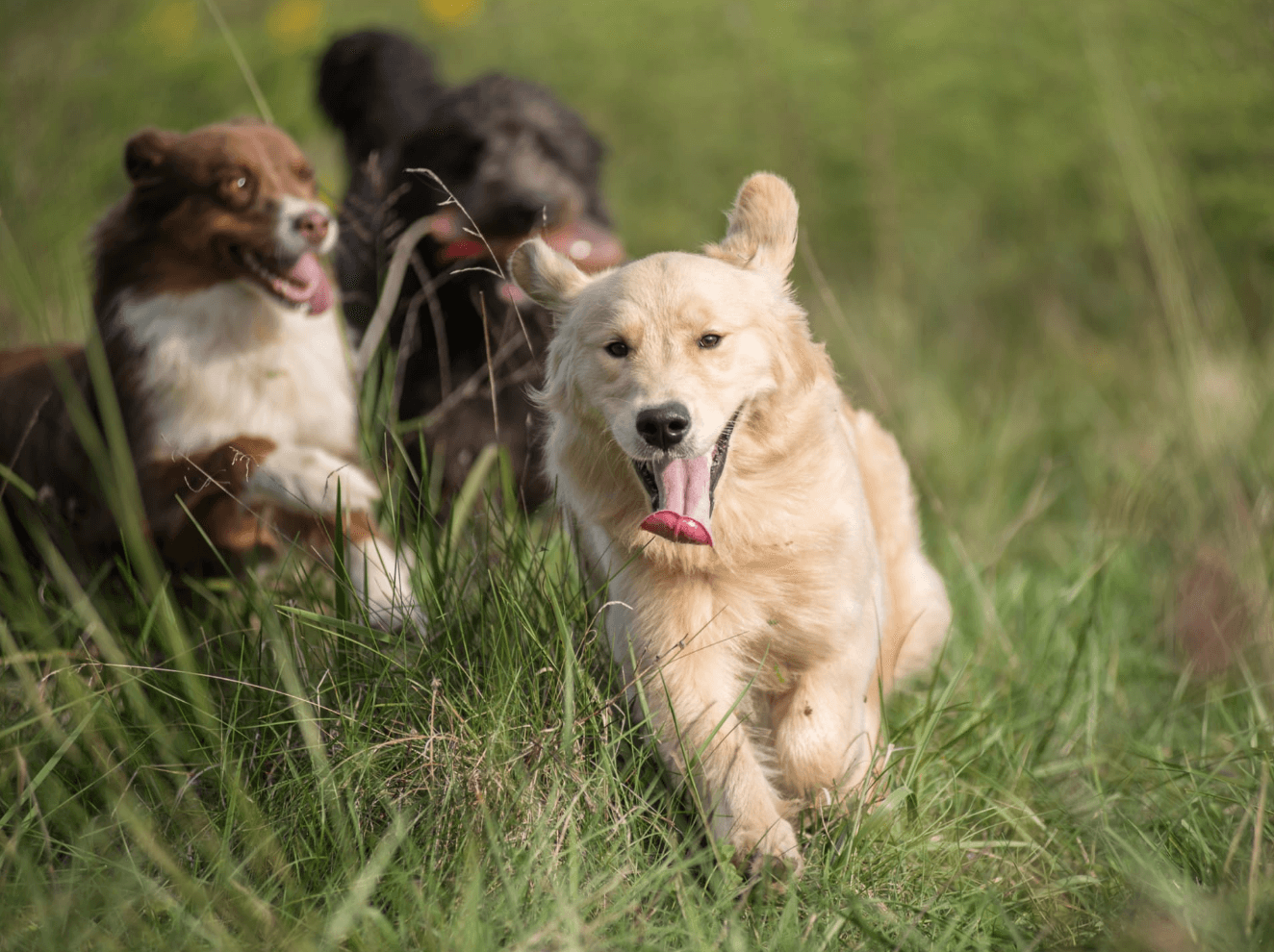 5 Dog Breeds That Make the Best Buddies for Golden Retrievers, Experts Say