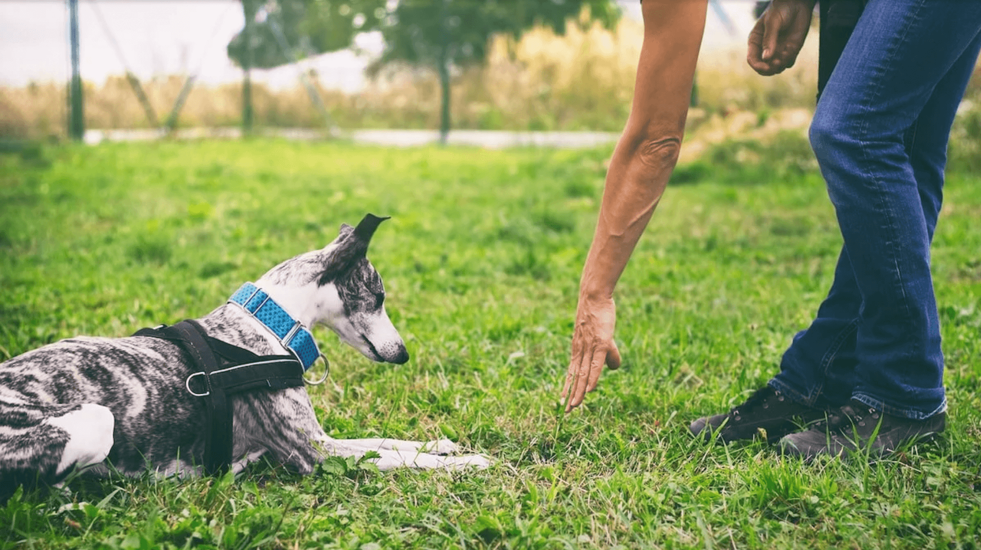 Training a Rescue Dog: What To Expect in the First Days, Weeks & Months