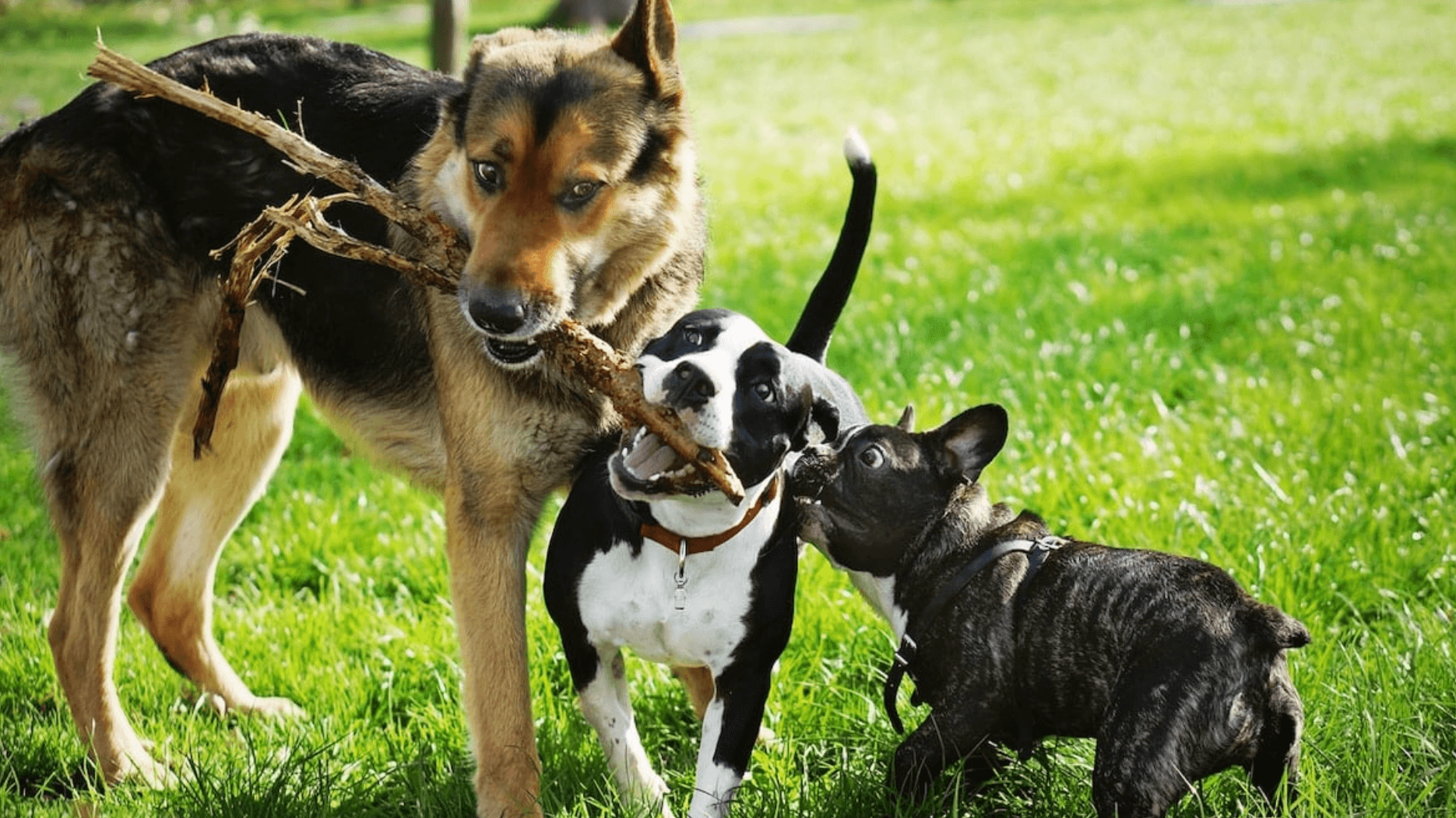 Dos and Don’ts of Using Daycare To Socialize Your Dog