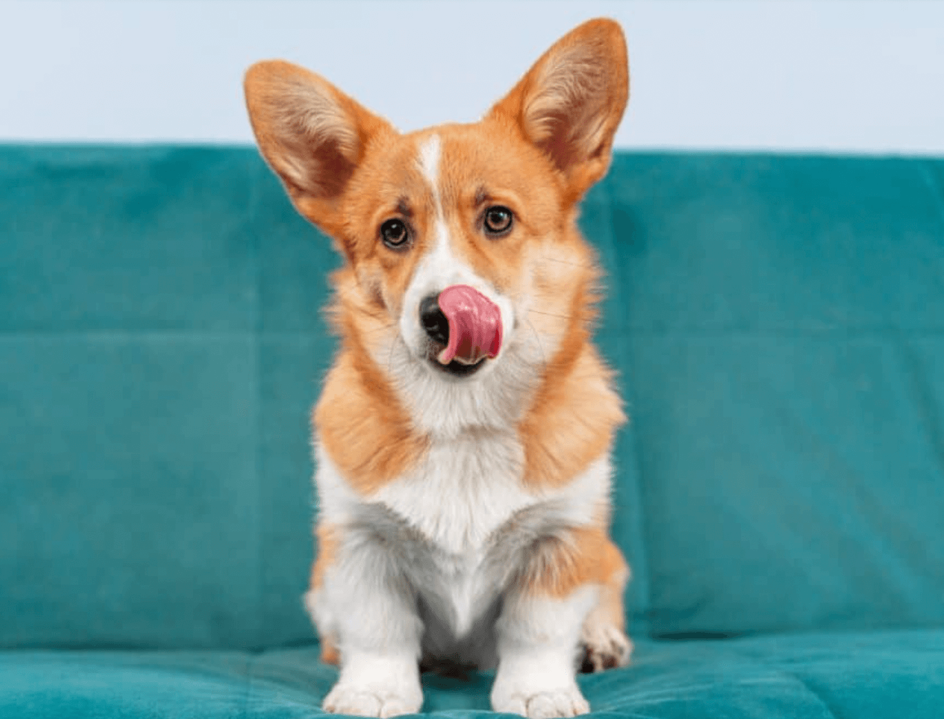 Why Does My Dog Lick the Couch?