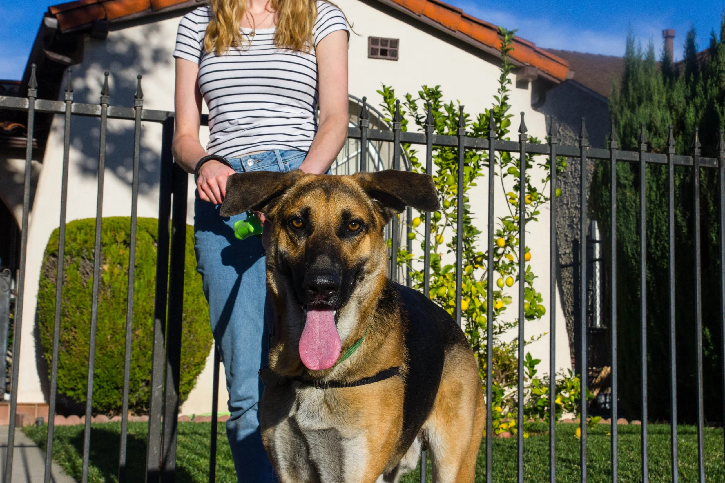 Mastering Leash Manners: Effective Solutions for Barking and Lunging