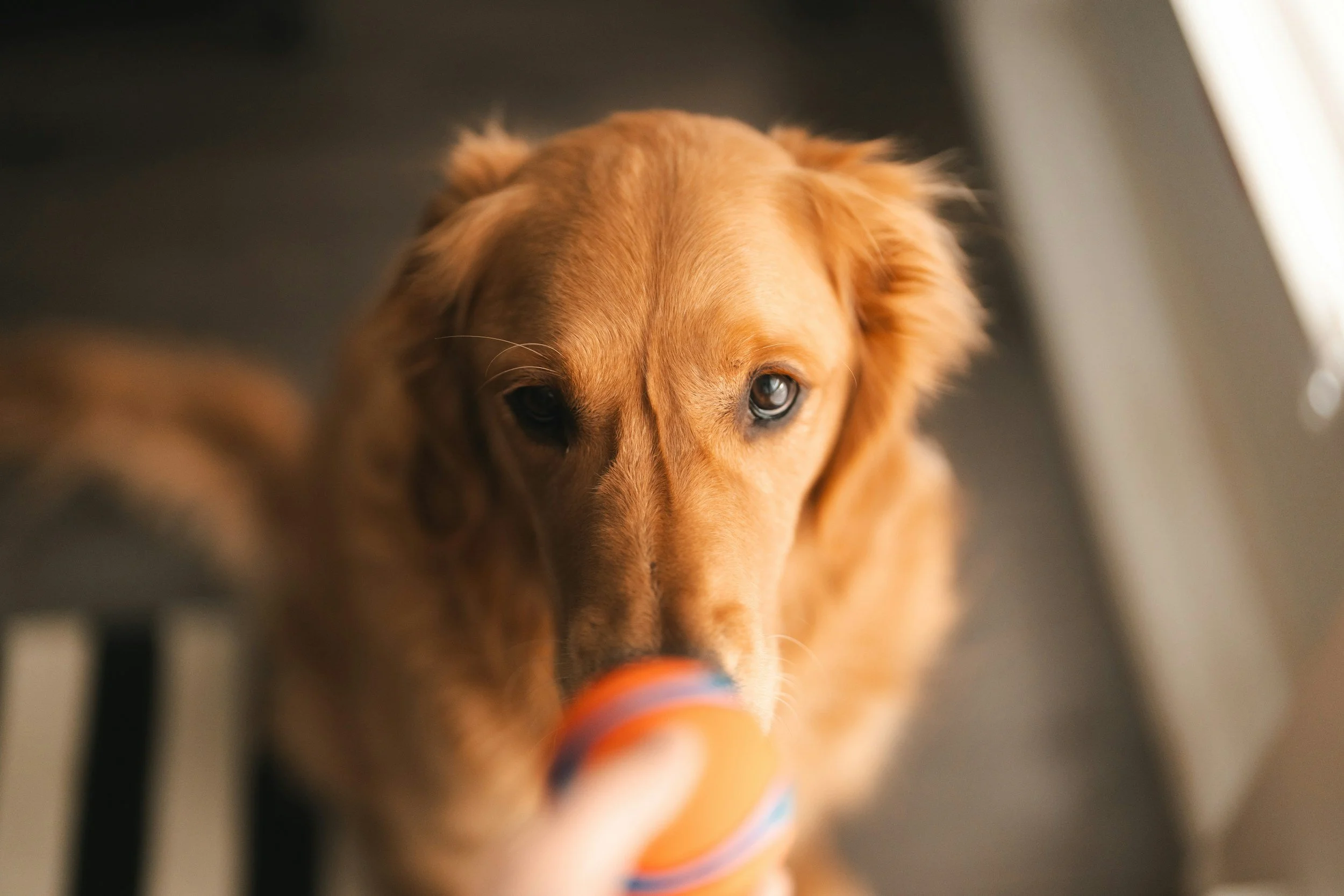 Dog Speak: Common Ways a Dog Signals They Want or Need Something