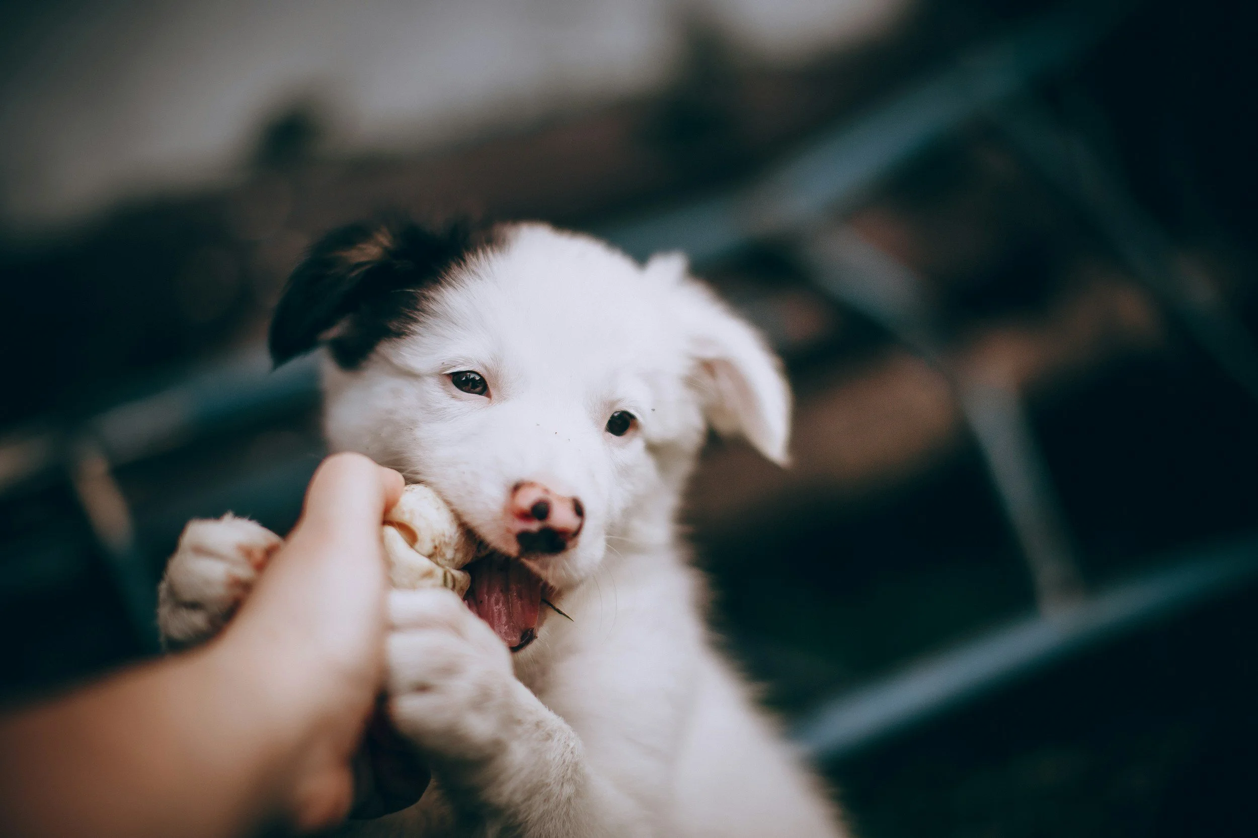 puppy biting on a chew