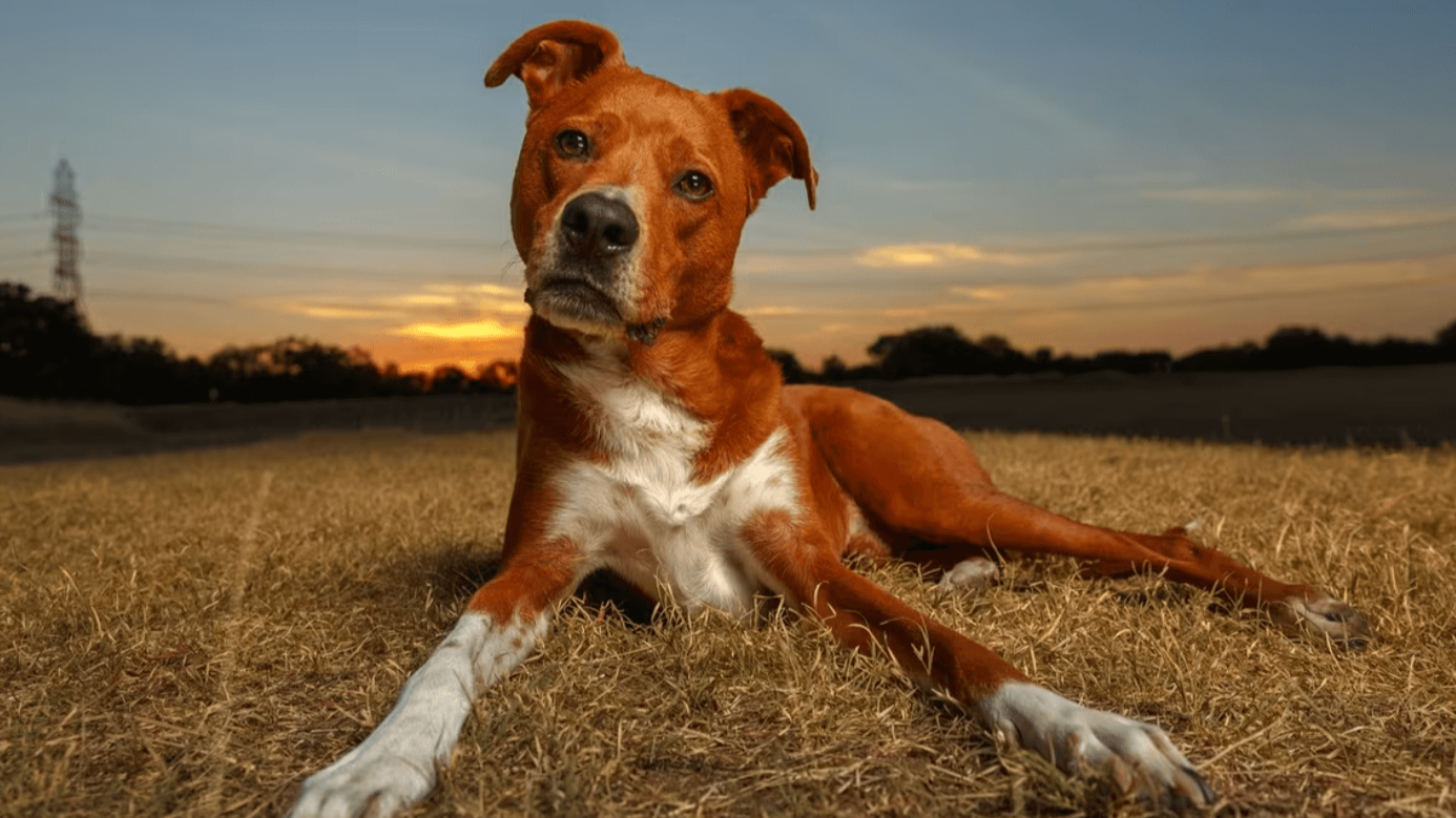 Words That Make Dogs Panic