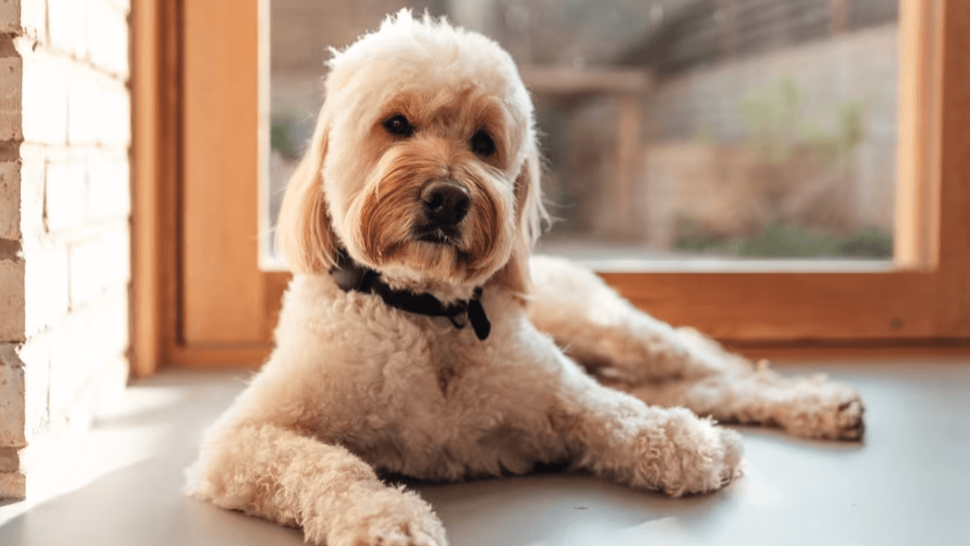 8 Signs Your Dog Is Sad You’re Going to Work, According to Experts