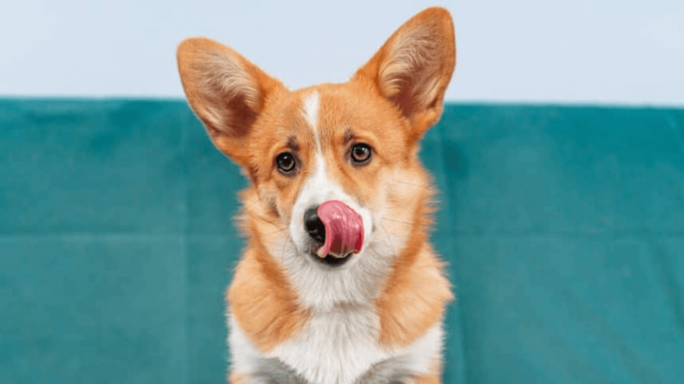 Why Does My Dog Lick the Couch?