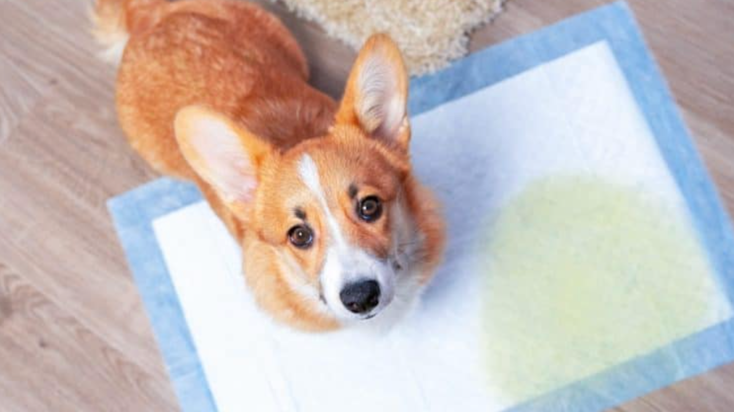 Tips on Housetraining a Puppy Indoors