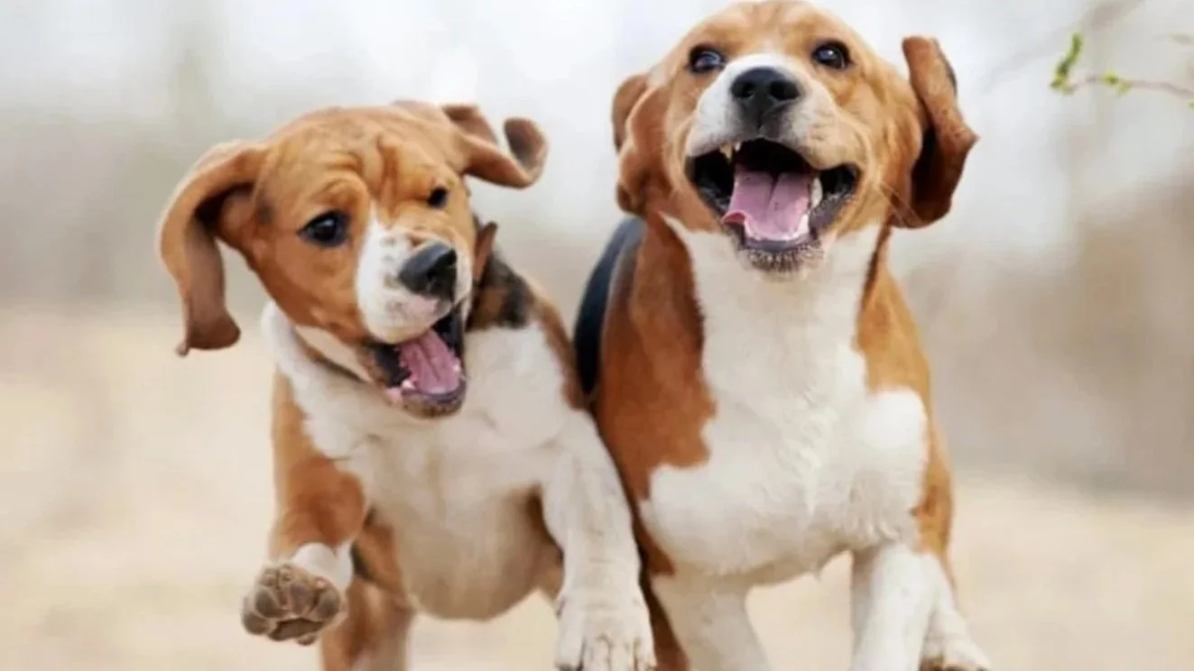 Why Dogs Can Become More Selective As They Age