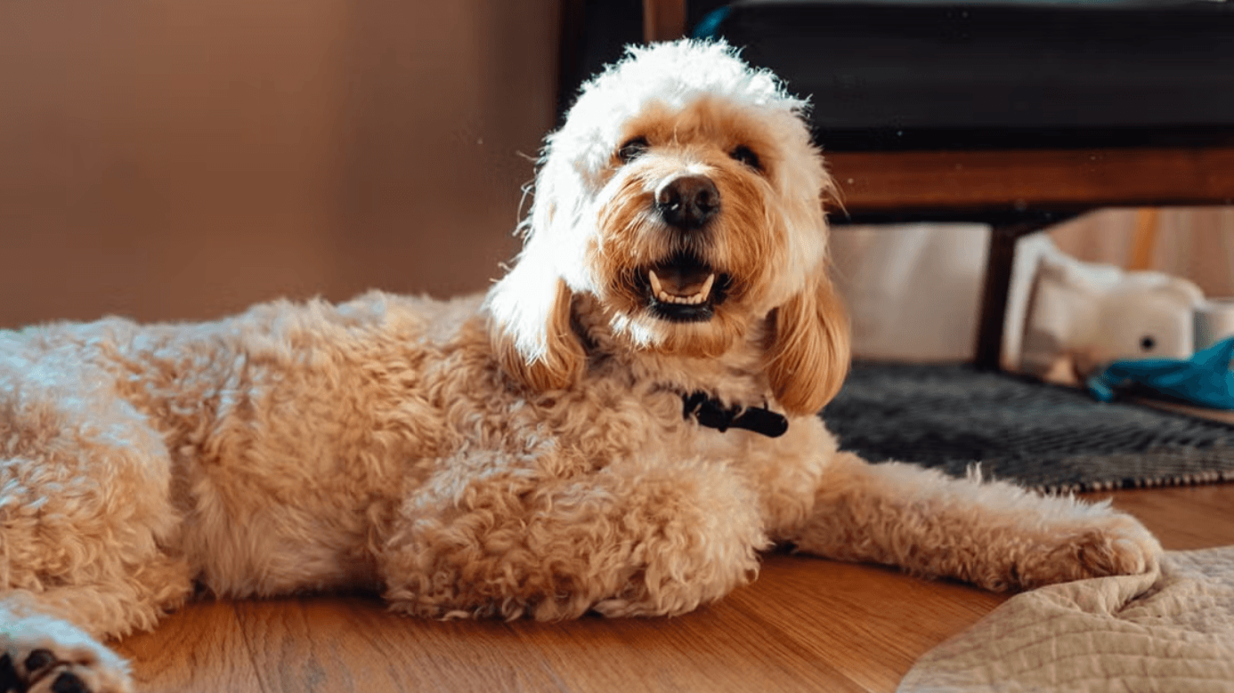 5 Signs Your Dog Is Asking for Space