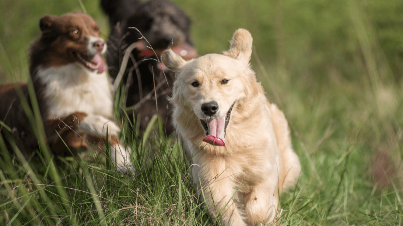 5 Dog Breeds That Make the Best Buddies for Golden Retrievers, Experts Say