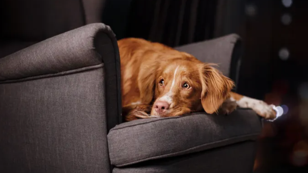 How to Help Your Dog Cope With Fireworks