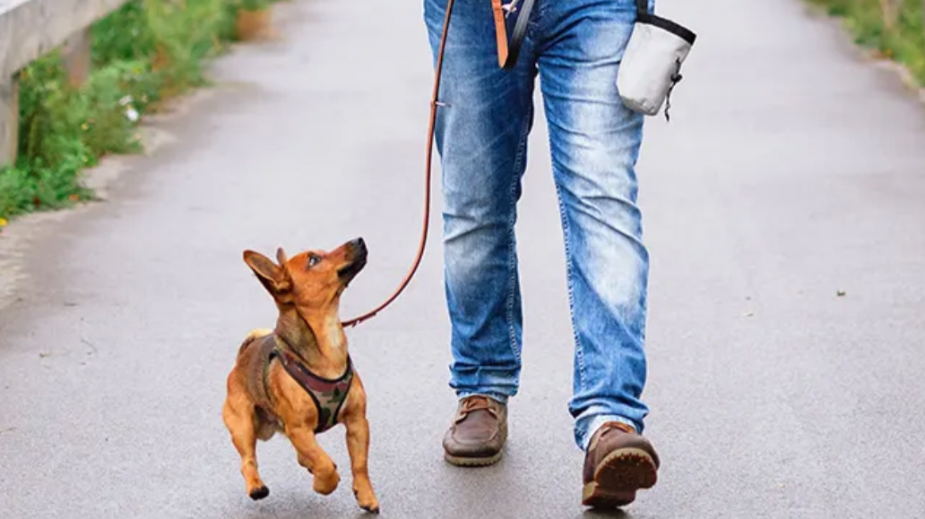 How to Teach a Dog to Heel