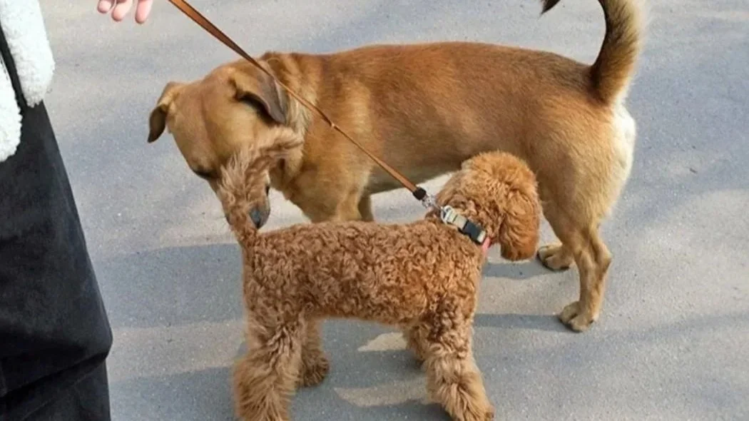 Why Do Dogs Sniff Butts?