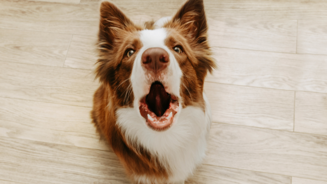 Does Your Dog Have Separation Anxiety?