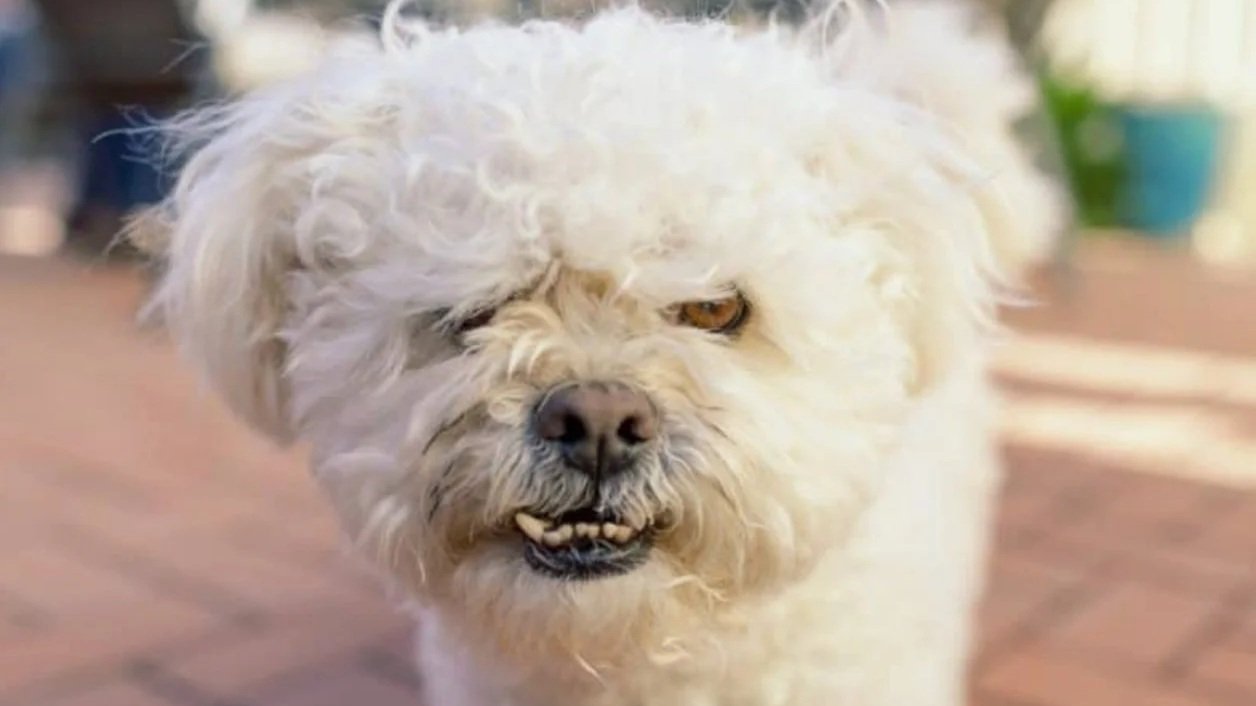 What Causes Dog Aggression?