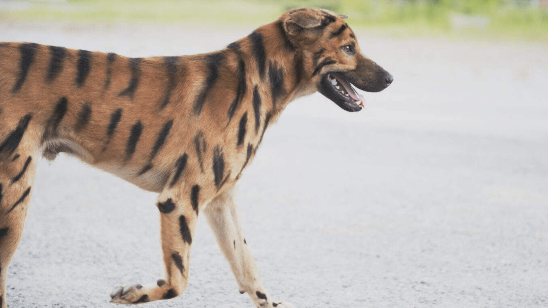 Dogs That Look Like Pokémon? Are Novelty Haircut and Dye Jobs Cute or Cruel?