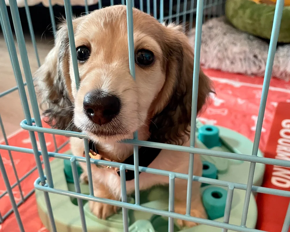 How to Make a Dog Stop Crying in Crate: Proven Calming Tips