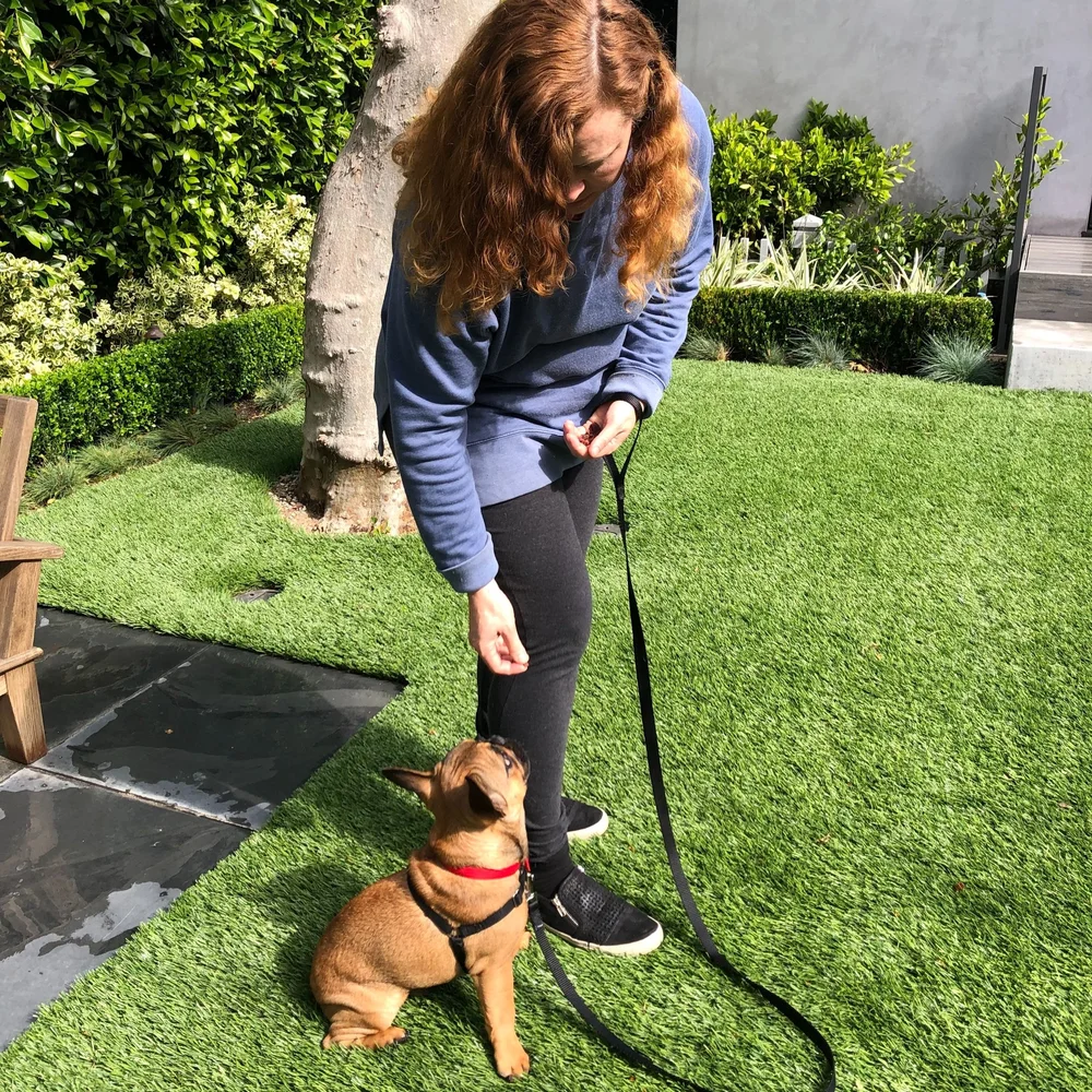 Private Puppy Training Online Get Help as Soon as Today!