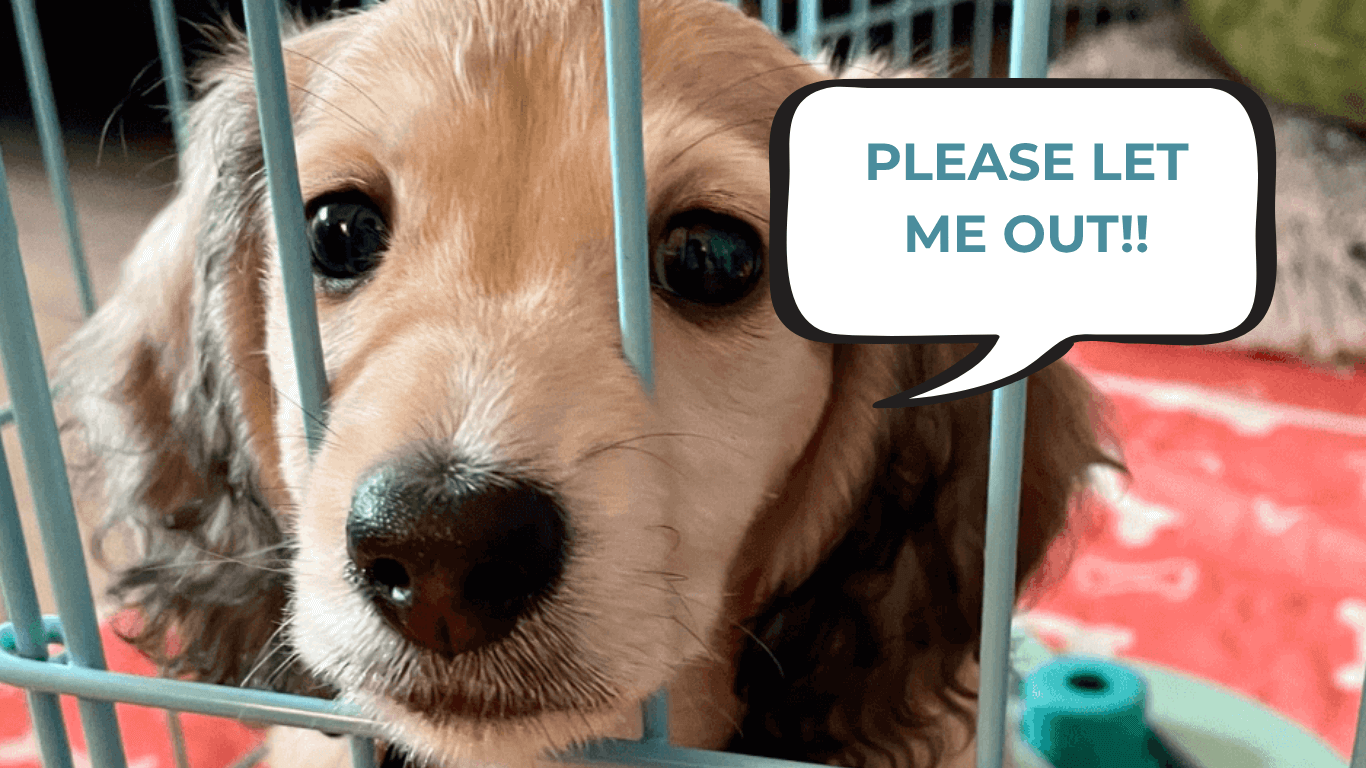Crate Training Tips for Crying Puppy: Calm, Comfort & Success