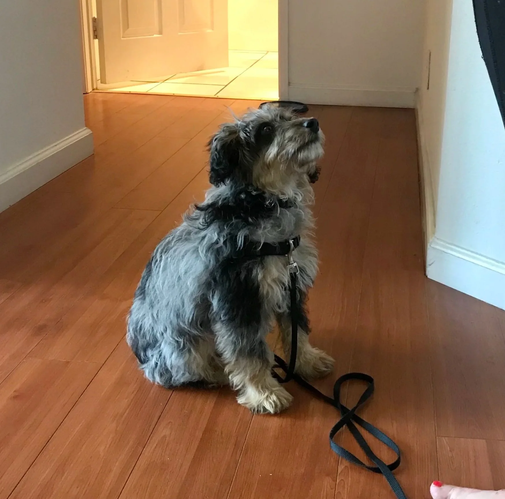 4-month-old aussiedoodle puppy learning how to sit at the front door and not dart outside.